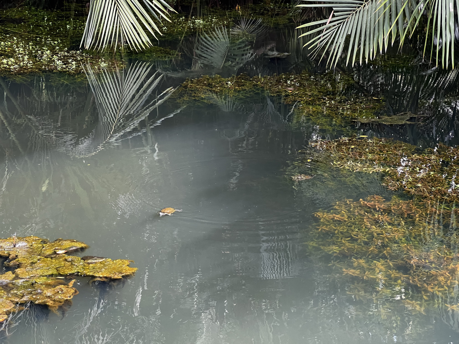 รูปถ่าย สิงคโปร์(Singapore) สวนพฤกษศาสตร์สิงคโปร์(Singapore Botanic Gardens) 2023-01 1