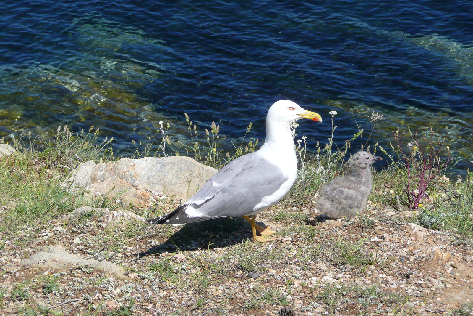 รูปถ่าย ฝรั่งเศส(France) เกาะปอร์เกอรอล(Porquerolles Island) หาดอาลีกัสตร์(Alycastre beach) 2008-05 15