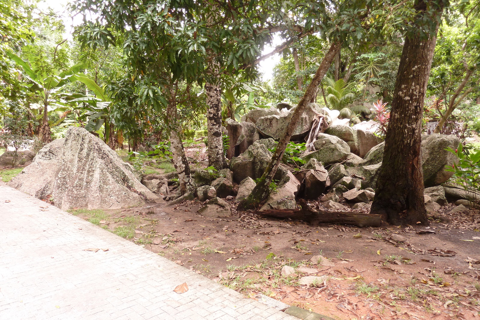 รูปถ่าย เซเชลส์(Seychelles) เกาะลาดีก(La Digue) 2011-10 166