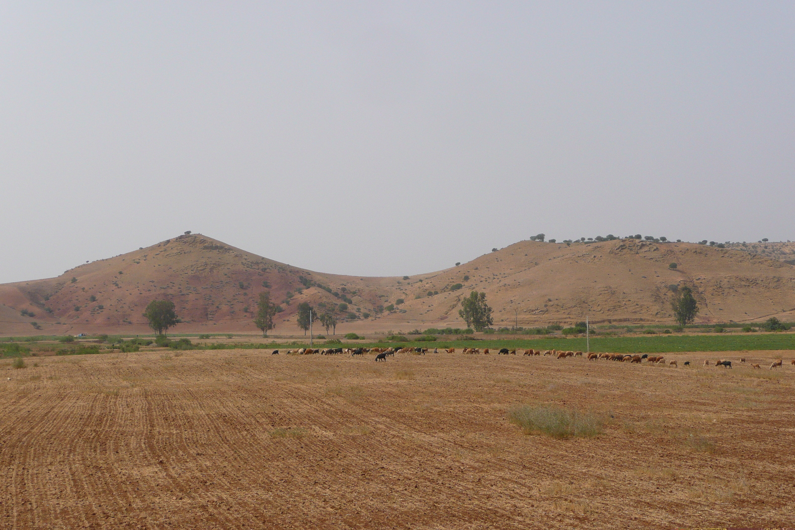 รูปถ่าย โมร็อกโก(Morocco) ถนนจากเฟสไปราบัต(Fes to Rabat Road) 2008-07 33