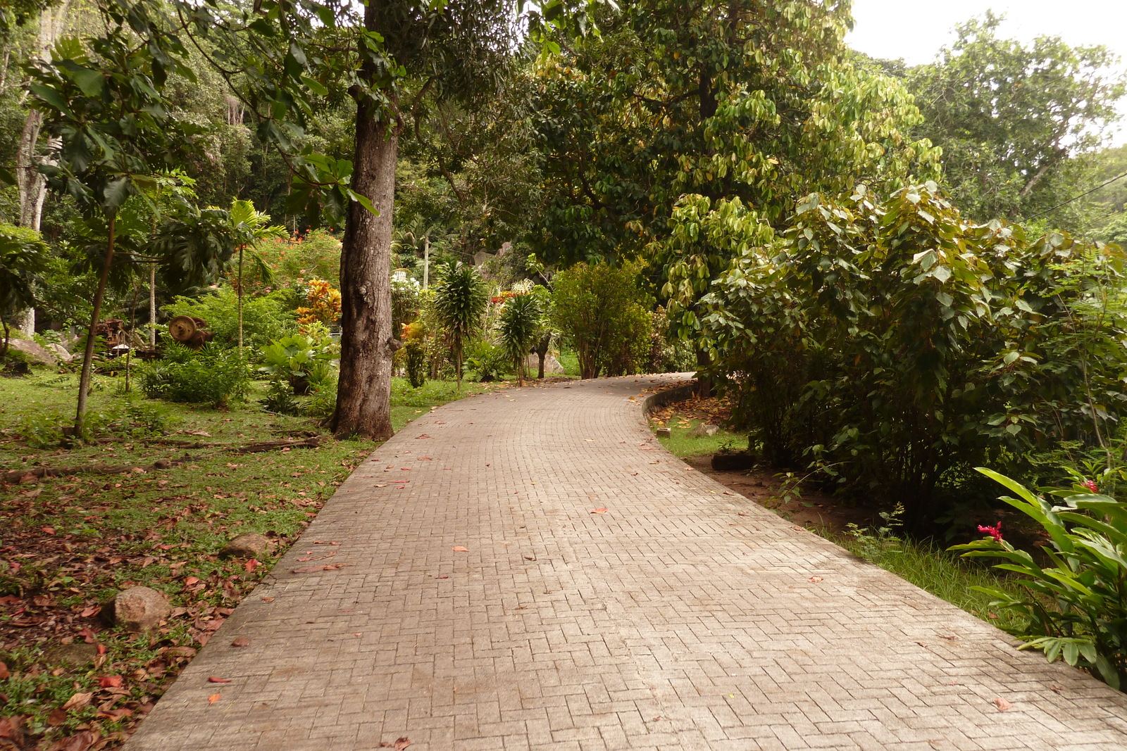 รูปถ่าย เซเชลส์(Seychelles) เกาะลาดีก(La Digue) 2011-10 154