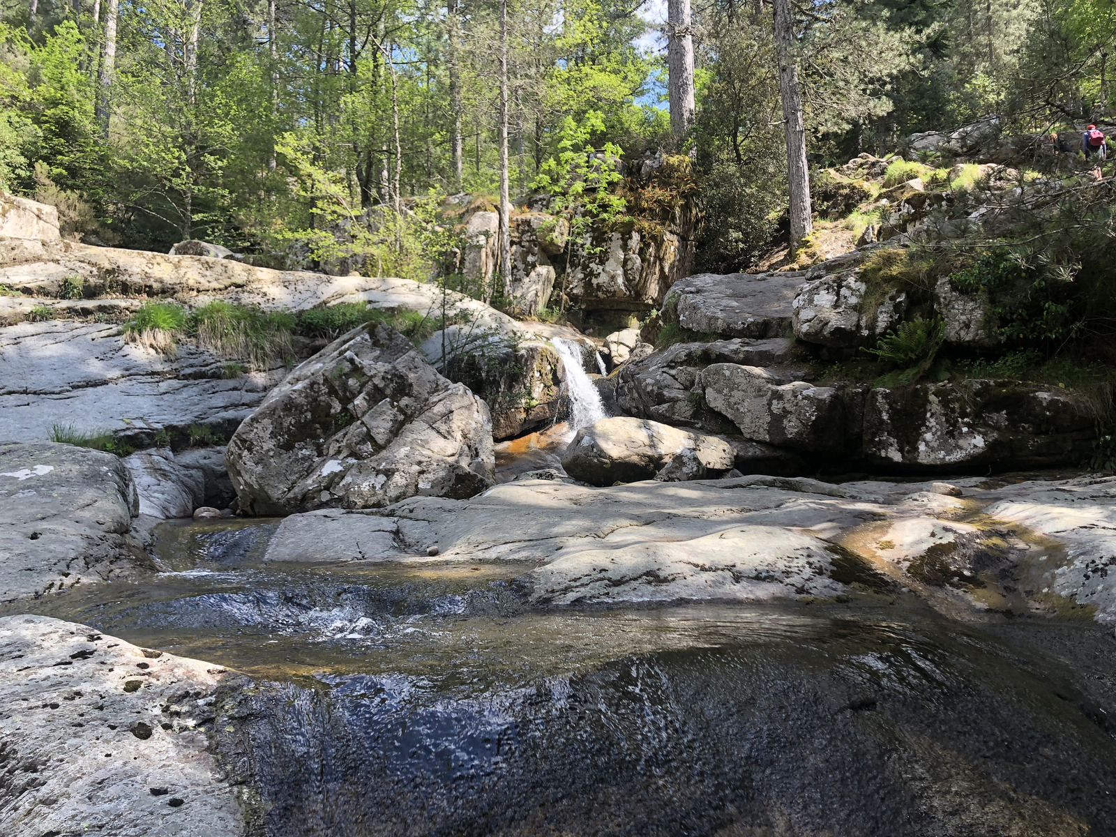 รูปถ่าย ฝรั่งเศส(France) คอร์สิคา(Corsica) ป่าไอโตเน(Aitone Forest) 2021-06 33