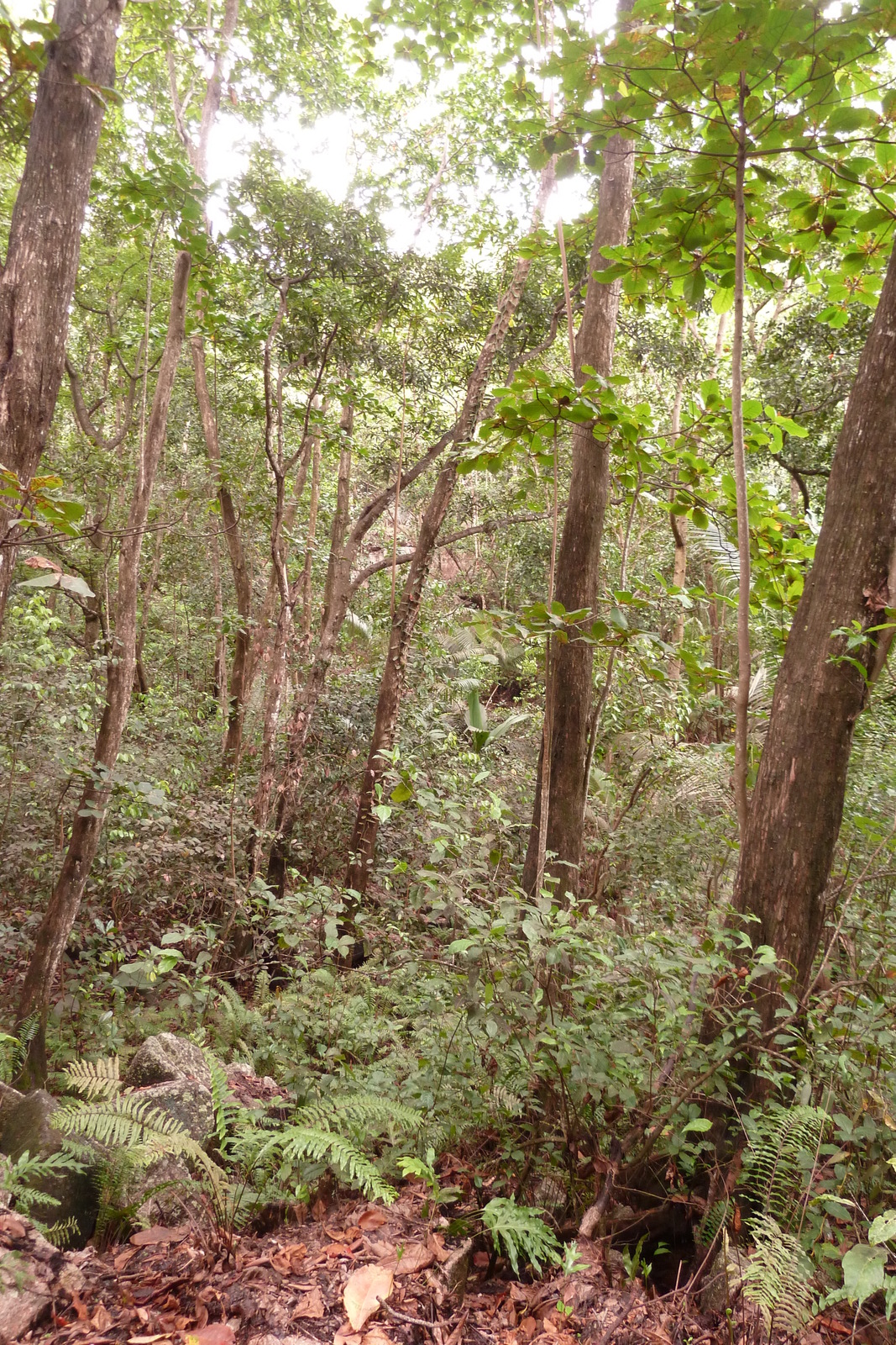 รูปถ่าย เซเชลส์(Seychelles) เกาะลาดีก(La Digue) 2011-10 156