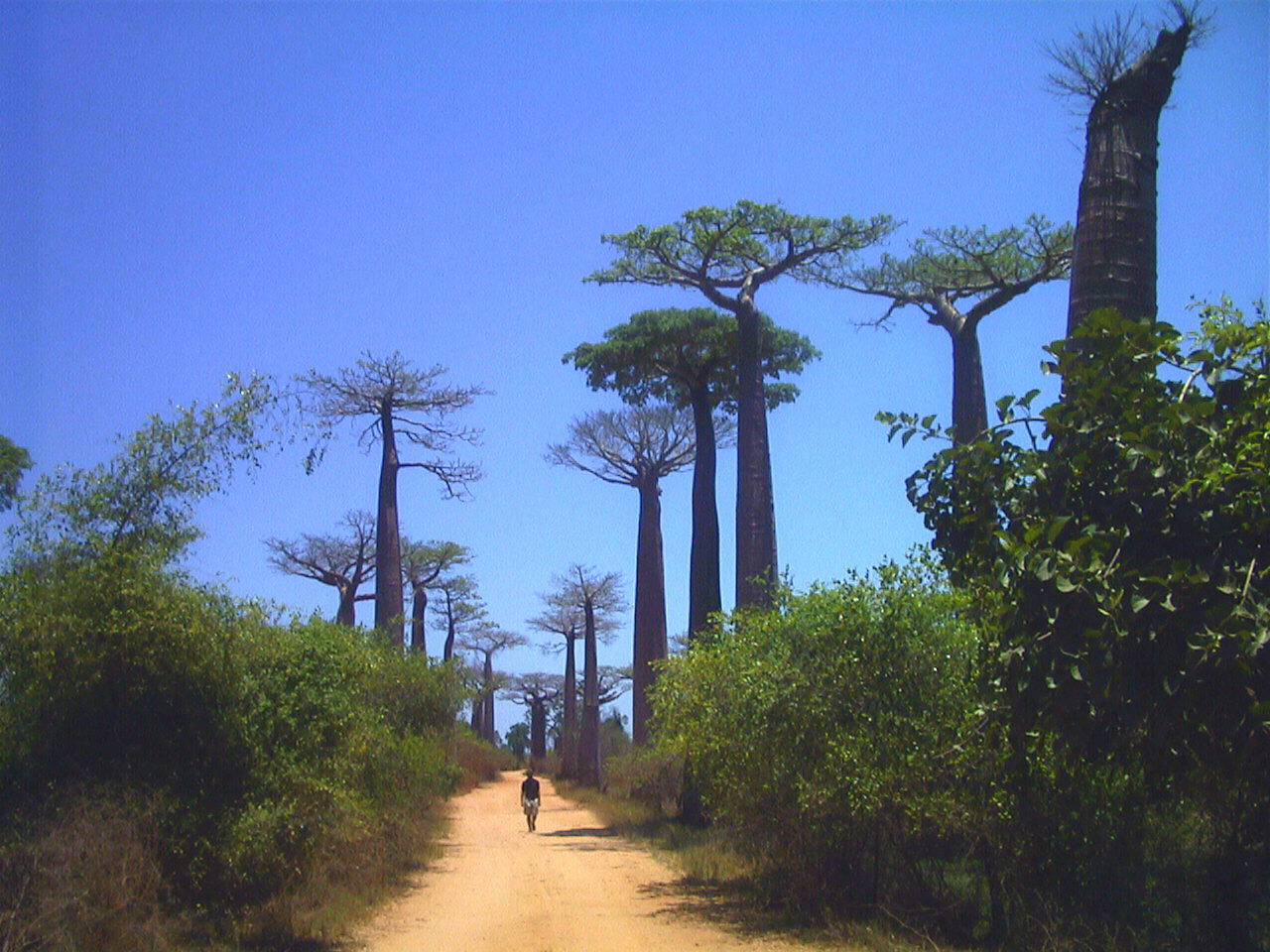 รูปถ่าย มาดากัสการ์(Madagascar) โมรอนกดาว่า(Morondava) 1999-10 3