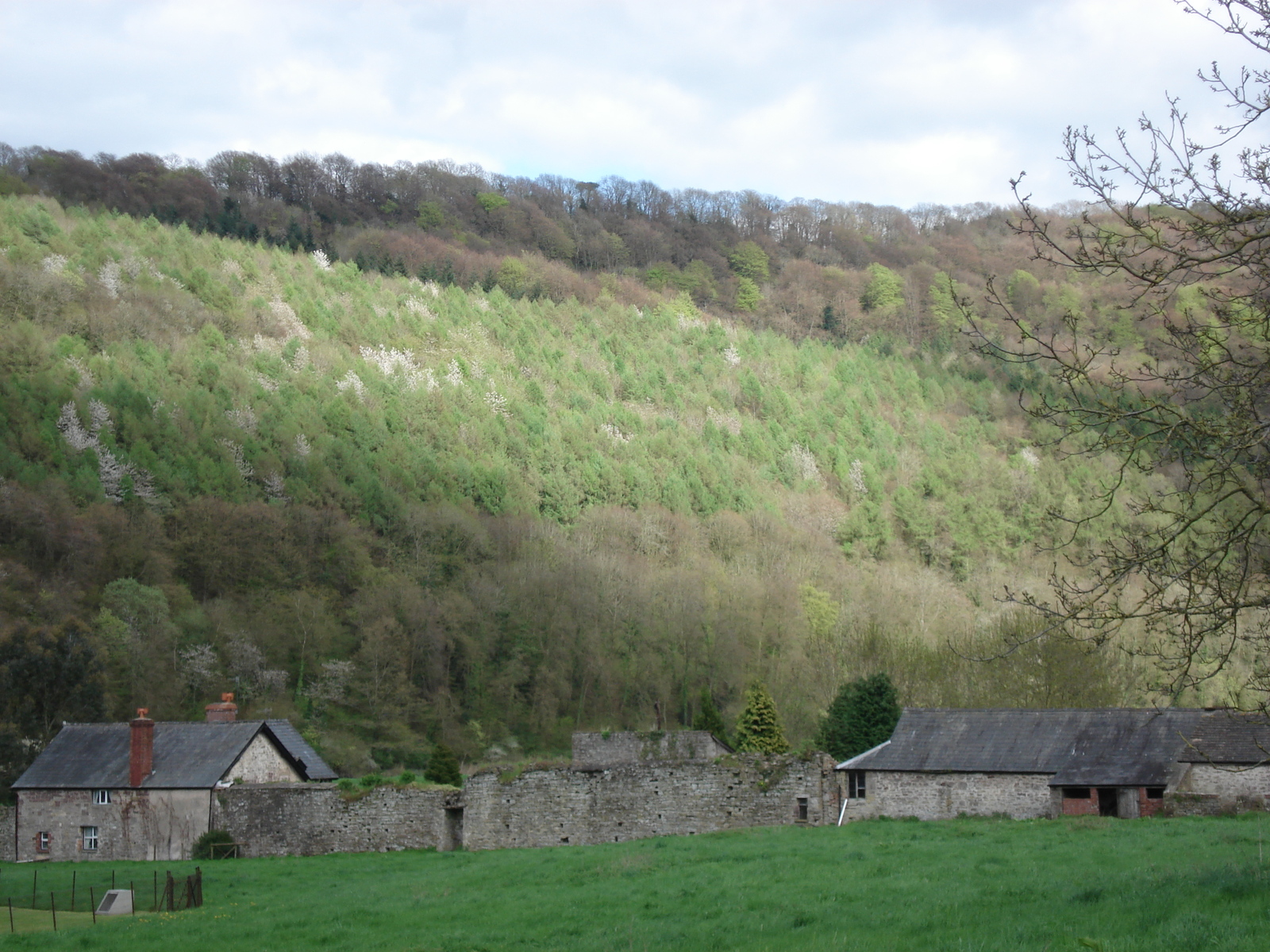 รูปถ่าย อังกฤษ(United Kingdom) ทินเทิร์น(Tintern) 2006-05 19