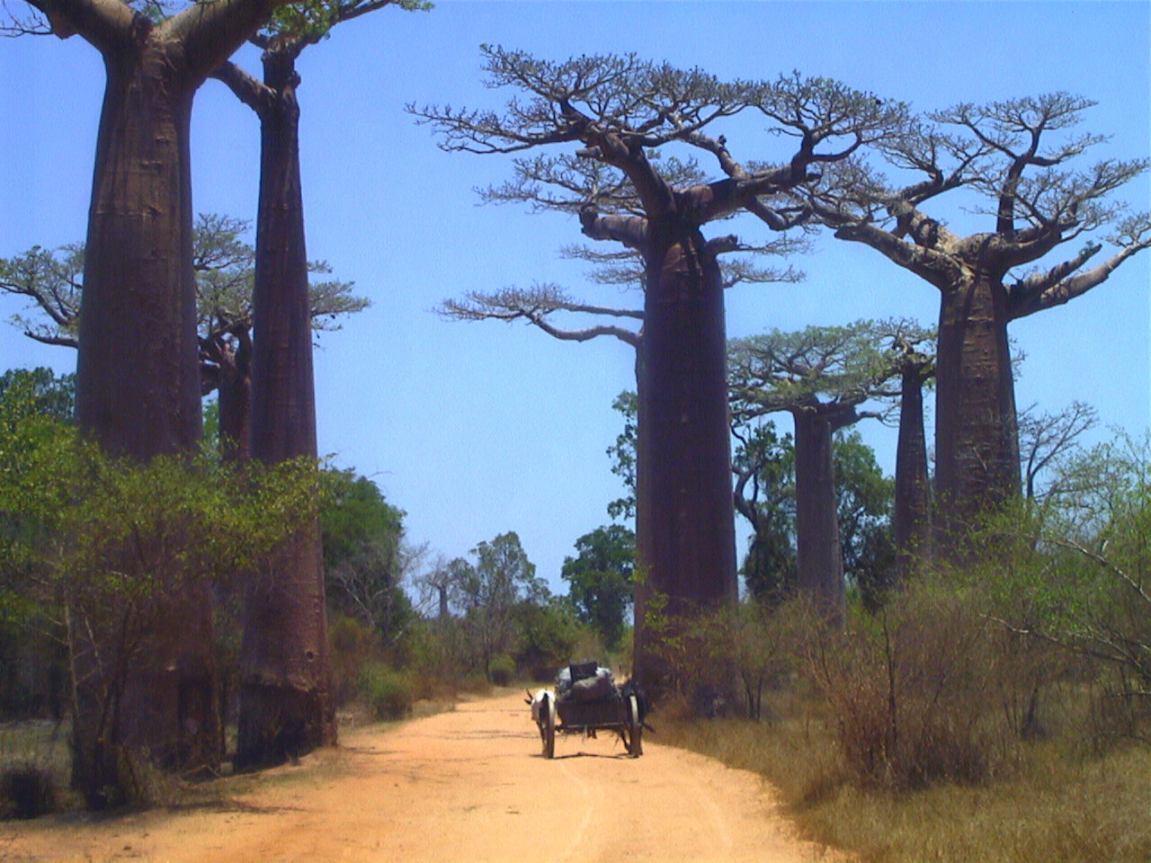 รูปถ่าย มาดากัสการ์(Madagascar) โมรอนกดาว่า(Morondava) 1999-10 5