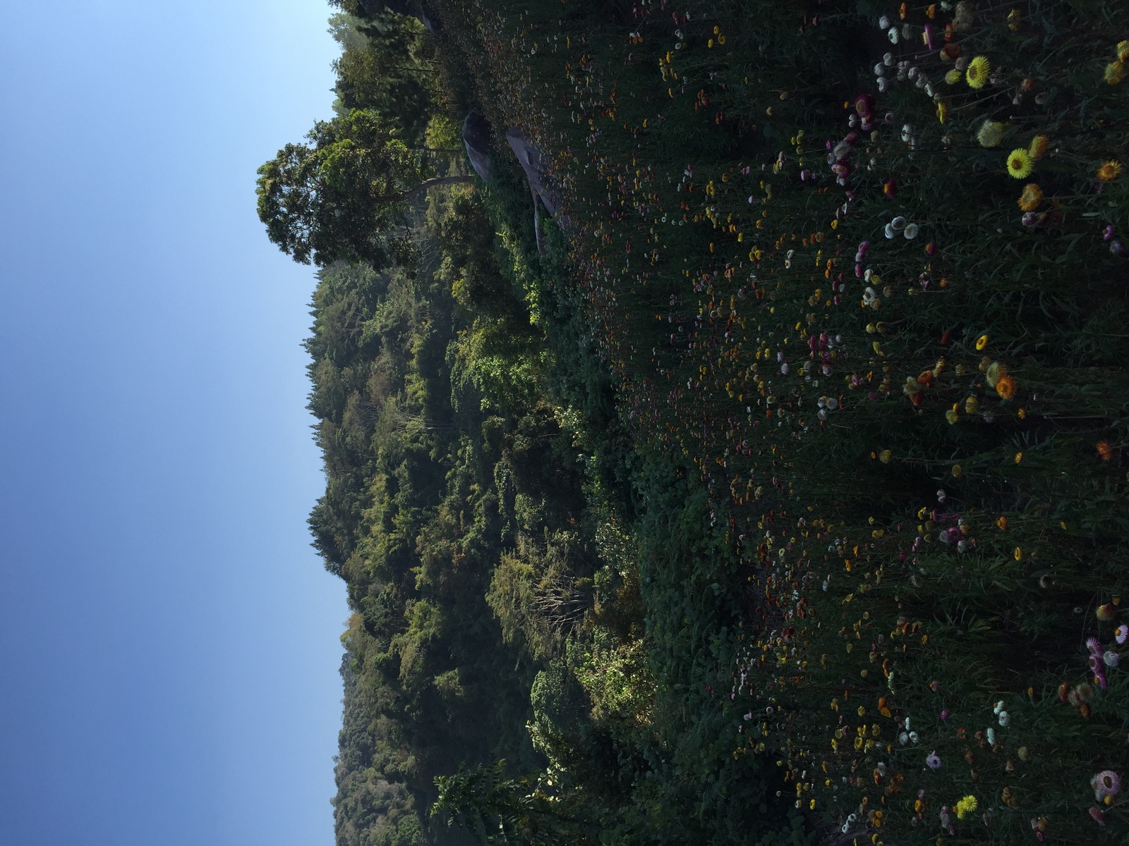 รูปถ่าย ไทย(Thailand) อุทยานแห่งชาติภูหินร่องกล้า(Phu Hin Rong Kla National Park) 2014-12 23