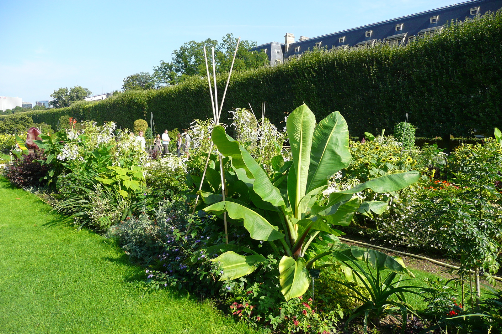 รูปถ่าย ฝรั่งเศส(France) ปารีส(Paris) สวนพันธ์ุพืช(Jardin des Plantes) 2007-08 229