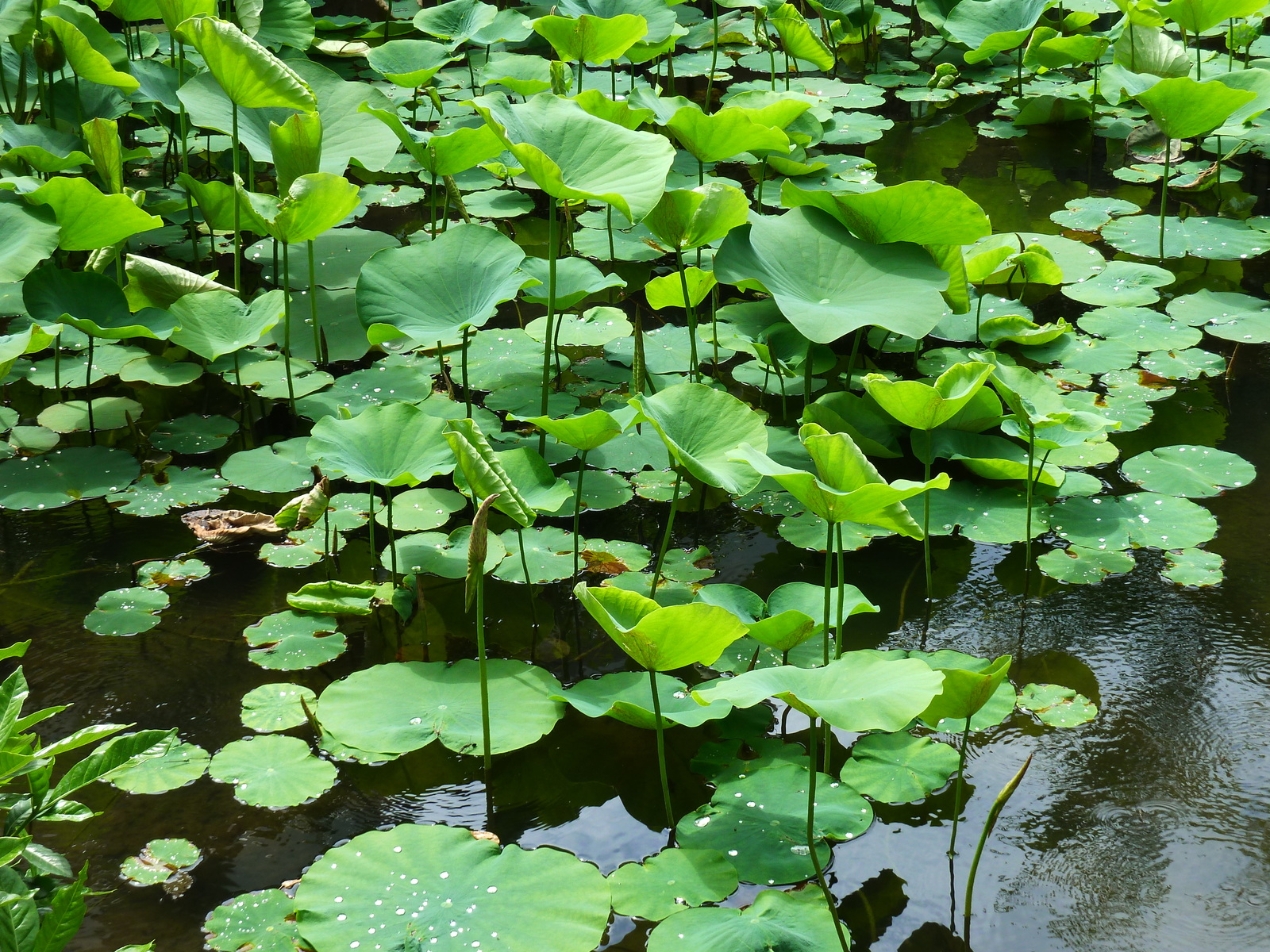 รูปถ่าย ญี่ปุ่น(Japan) เกียวโต(Kyoto) สวนโชเซเอ็ง(Shosei en Garden) 2010-06 6