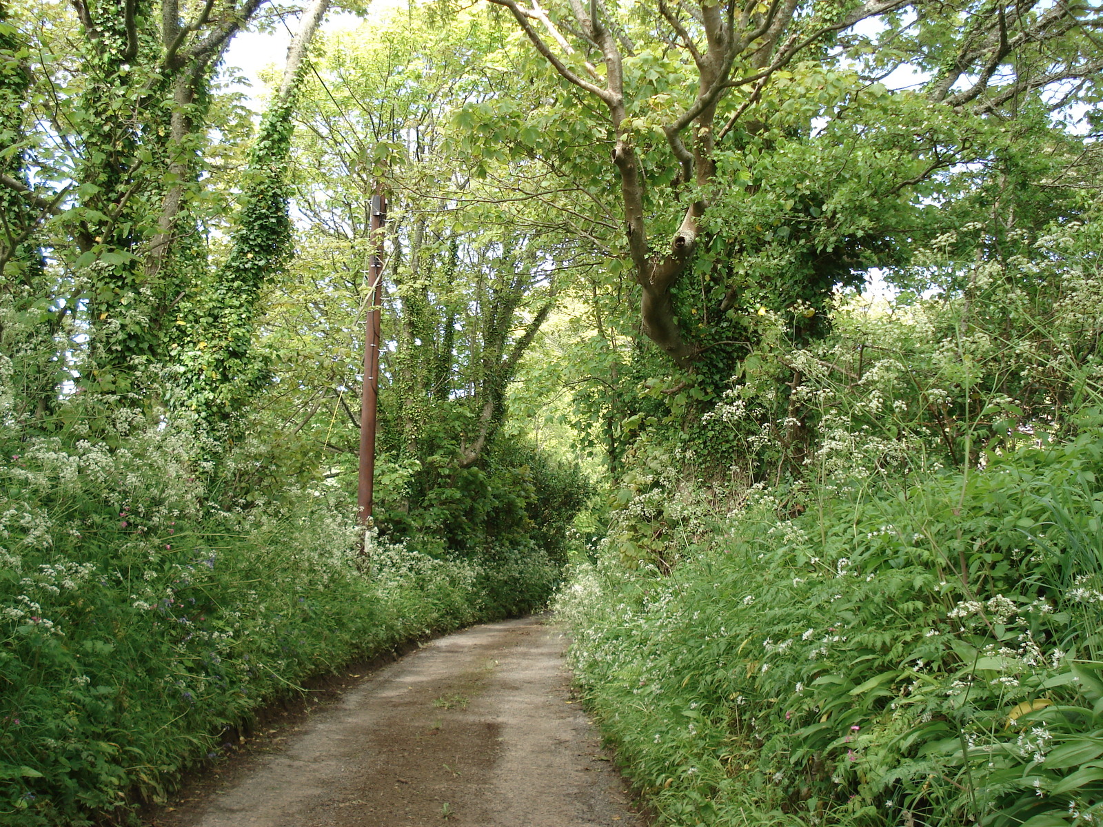 รูปถ่าย อังกฤษ(United Kingdom) เปมโบรคเชอร์(Pembrokeshire) 2006-05 20