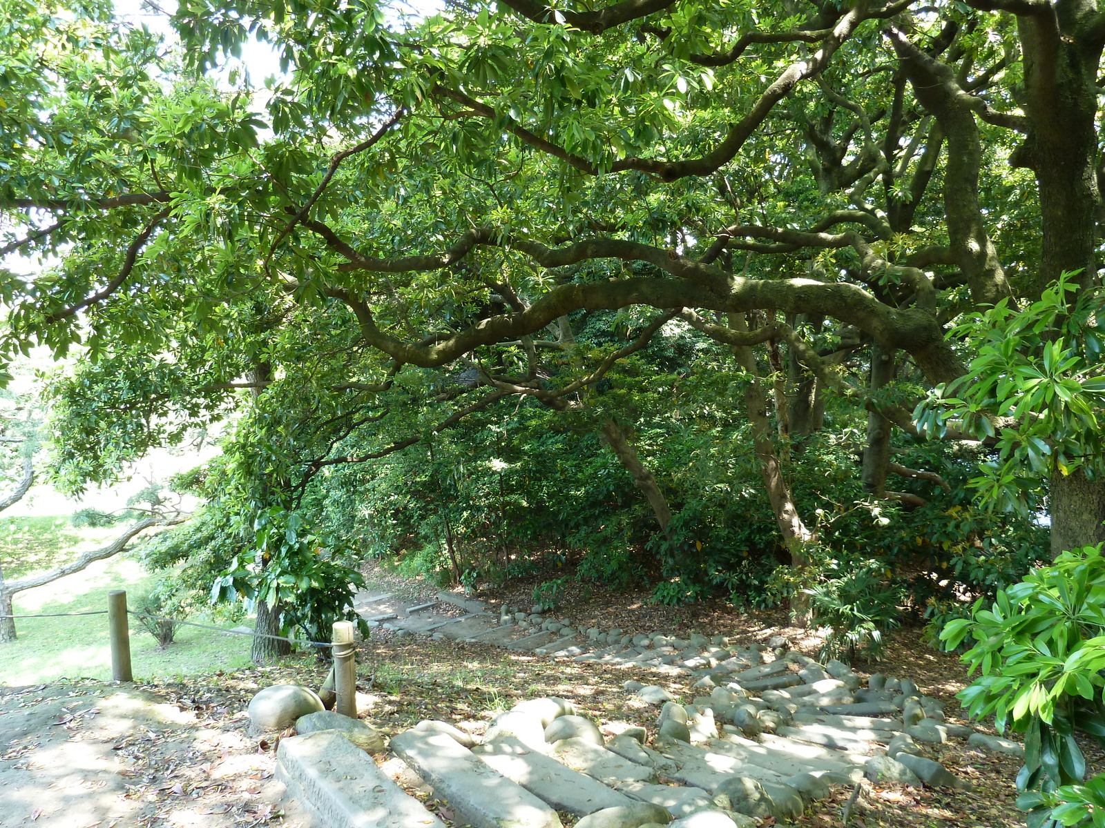รูปถ่าย ญี่ปุ่น(Japan) โตเกียว(Tokyo) สวนฮามะริคิว(Hama rikyu Gardens) 2010-06 32