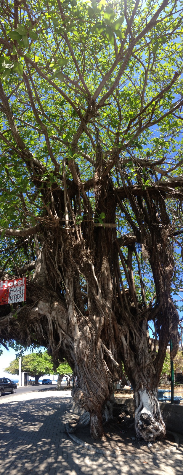 รูปถ่าย คอสตาริกา(Costa Rica) ปุนตาเรนัส(Puntarenas) 2015-03 7