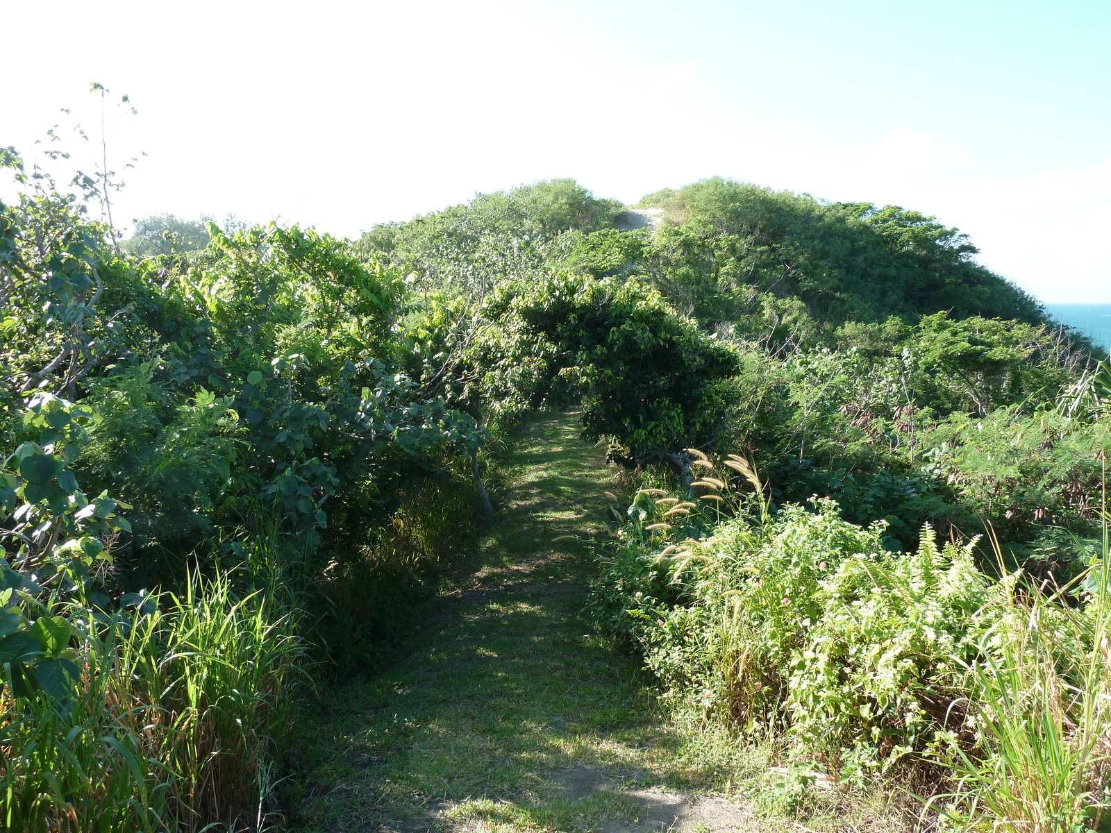 รูปถ่าย ฟิจิ(Fiji) อุทยานแห่งชาติเนินทรายซิงกาโตกา(Sigatoka sand dunes national park) 2010-05 1