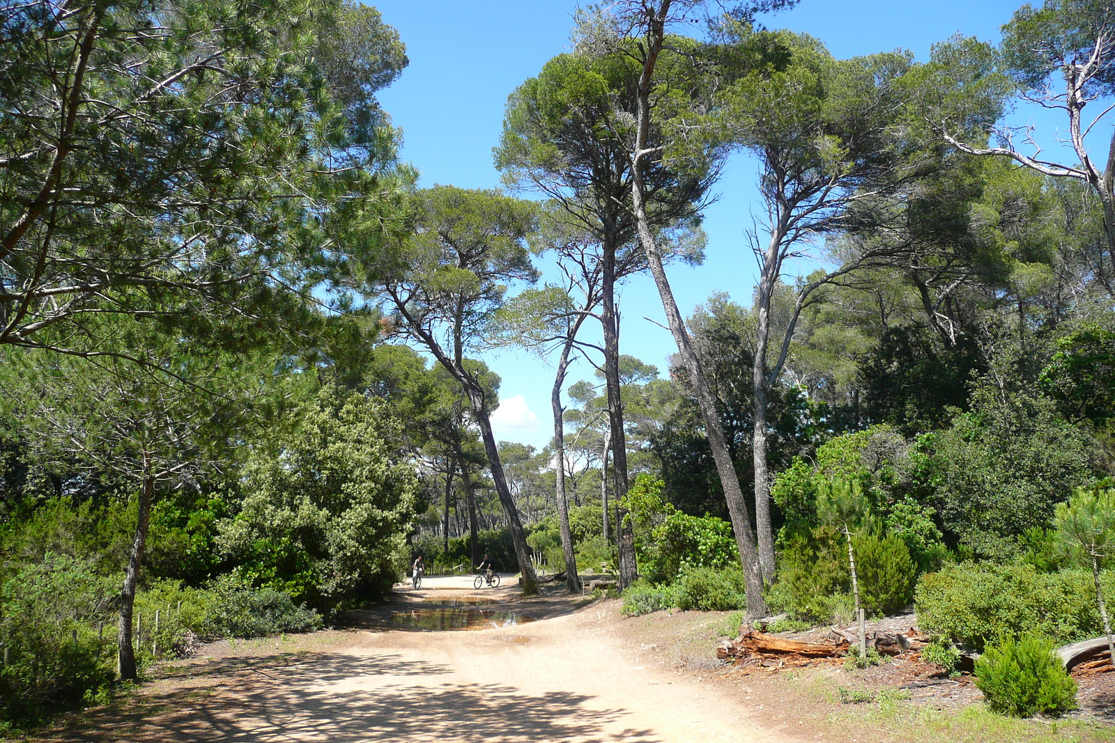 รูปถ่าย ฝรั่งเศส(France) เกาะปอร์เกอรอล(Porquerolles Island) ที่ราบกูร์ตาด(Plaine de la courtade) 2008-05 38