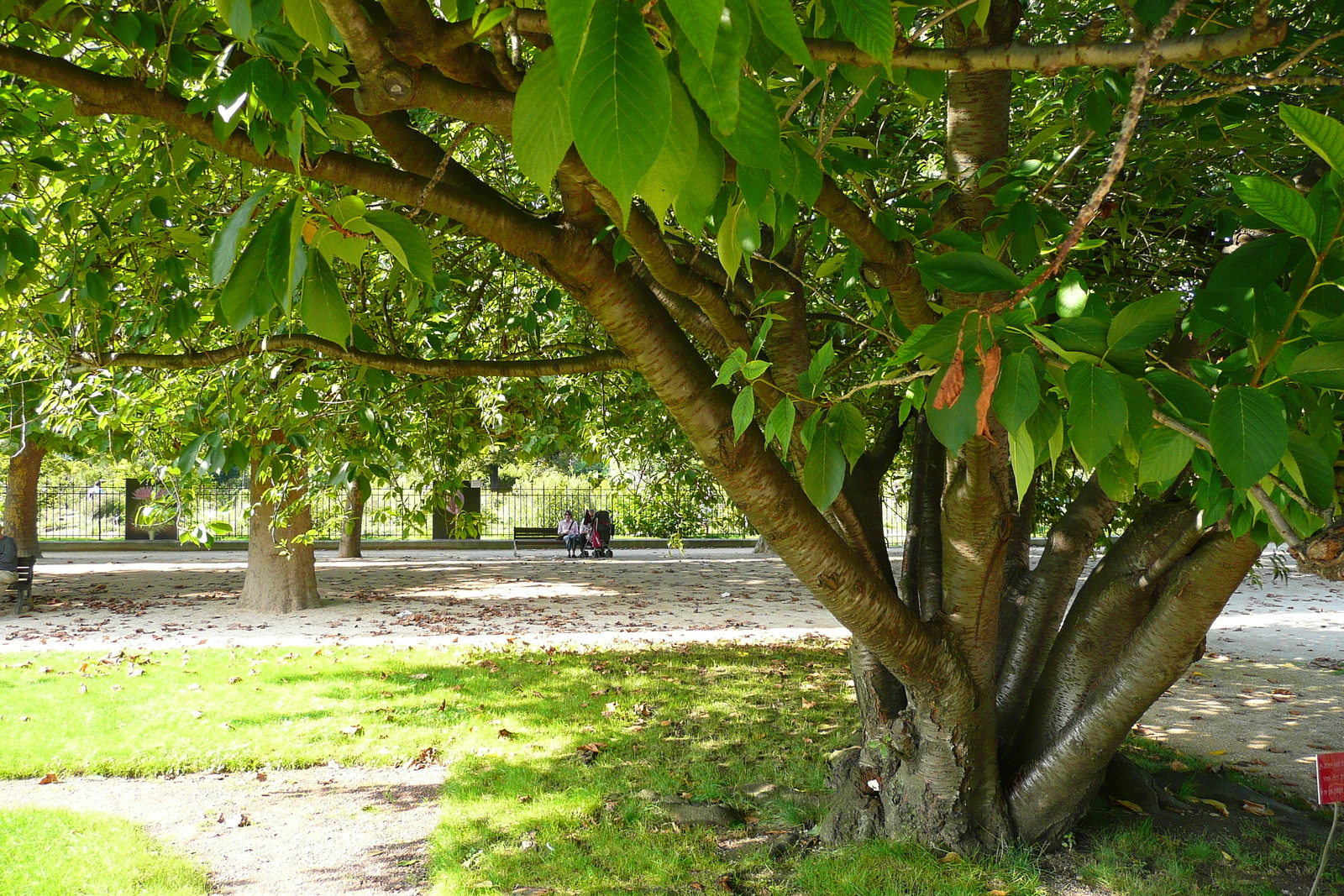 รูปถ่าย ฝรั่งเศส(France) ปารีส(Paris) สวนพันธ์ุพืช(Jardin des Plantes) 2007-08 169