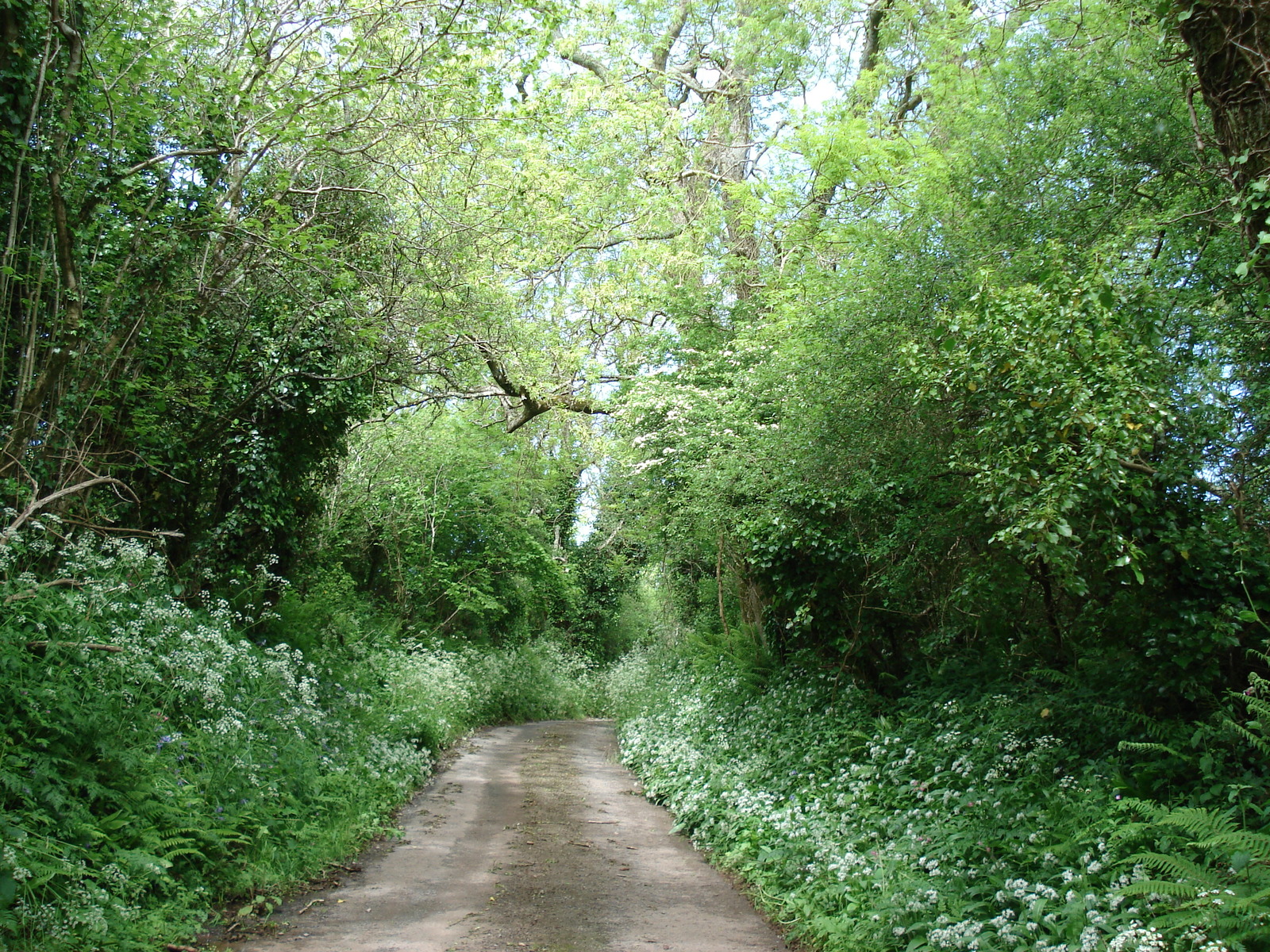 รูปถ่าย อังกฤษ(United Kingdom) เปมโบรคเชอร์(Pembrokeshire) 2006-05 45