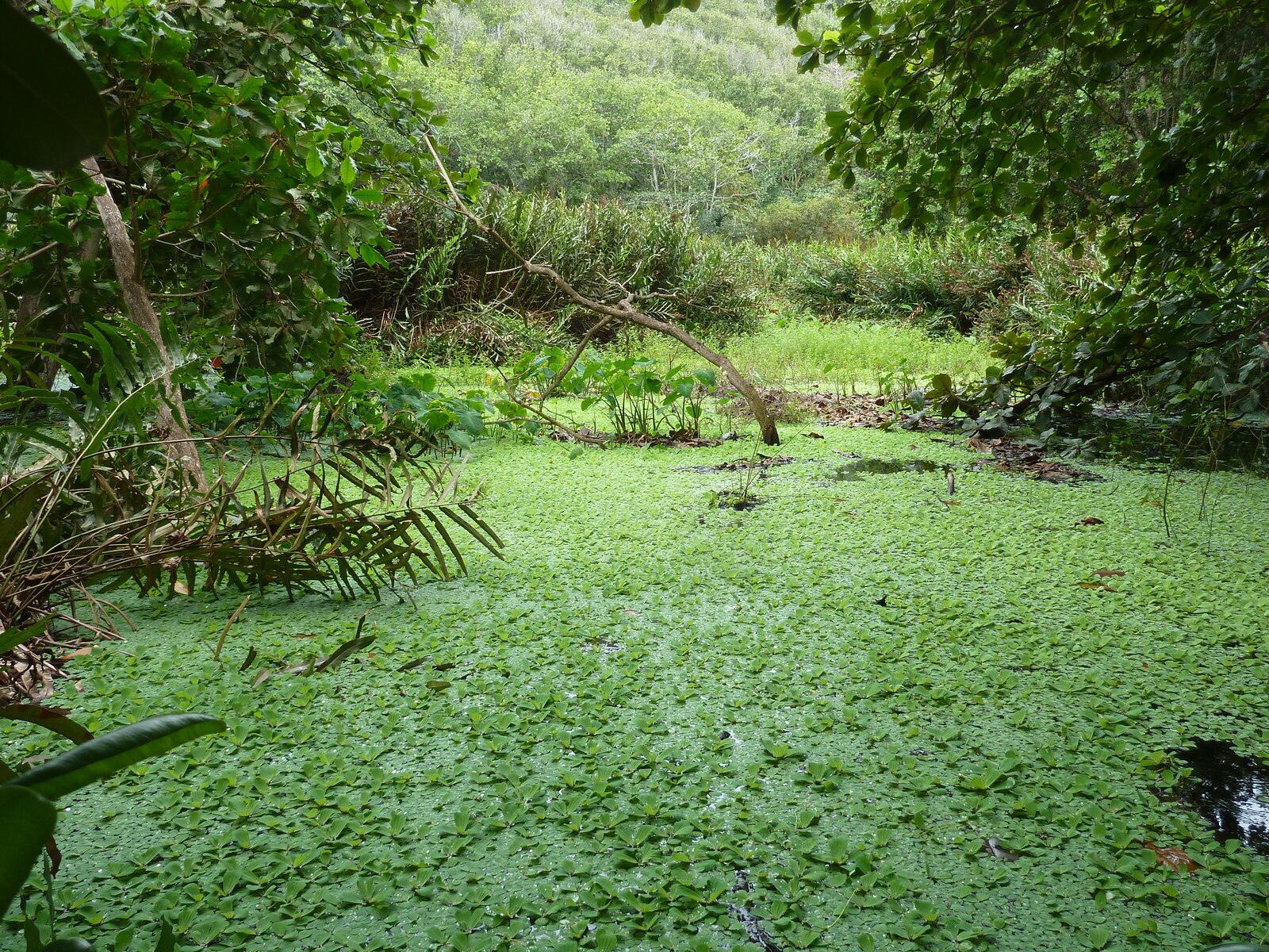 รูปถ่าย เซเชลส์(Seychelles) เกาะลาดีก(La Digue) 2011-10 120