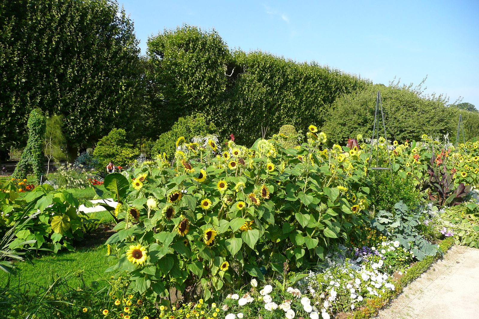 รูปถ่าย ฝรั่งเศส(France) ปารีส(Paris) สวนพันธ์ุพืช(Jardin des Plantes) 2007-08 21