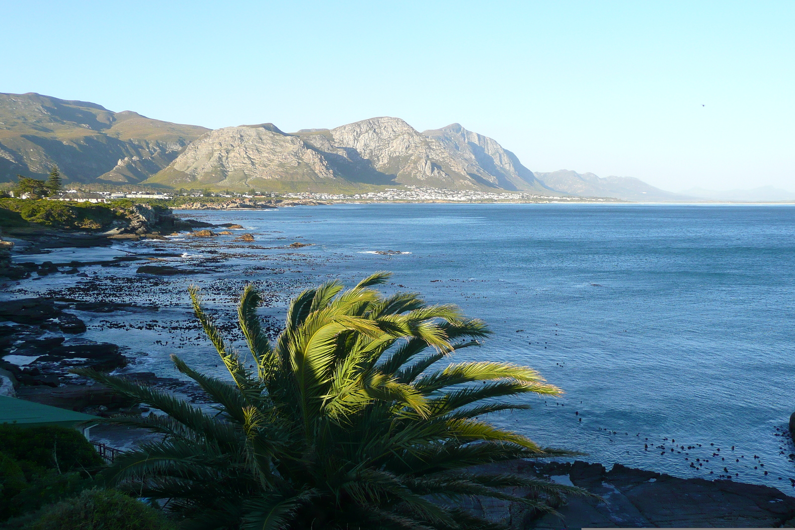 รูปถ่าย แอฟริกาใต้(South Africa) เฮอร์มานัส(Harmanus) 2008-09 197