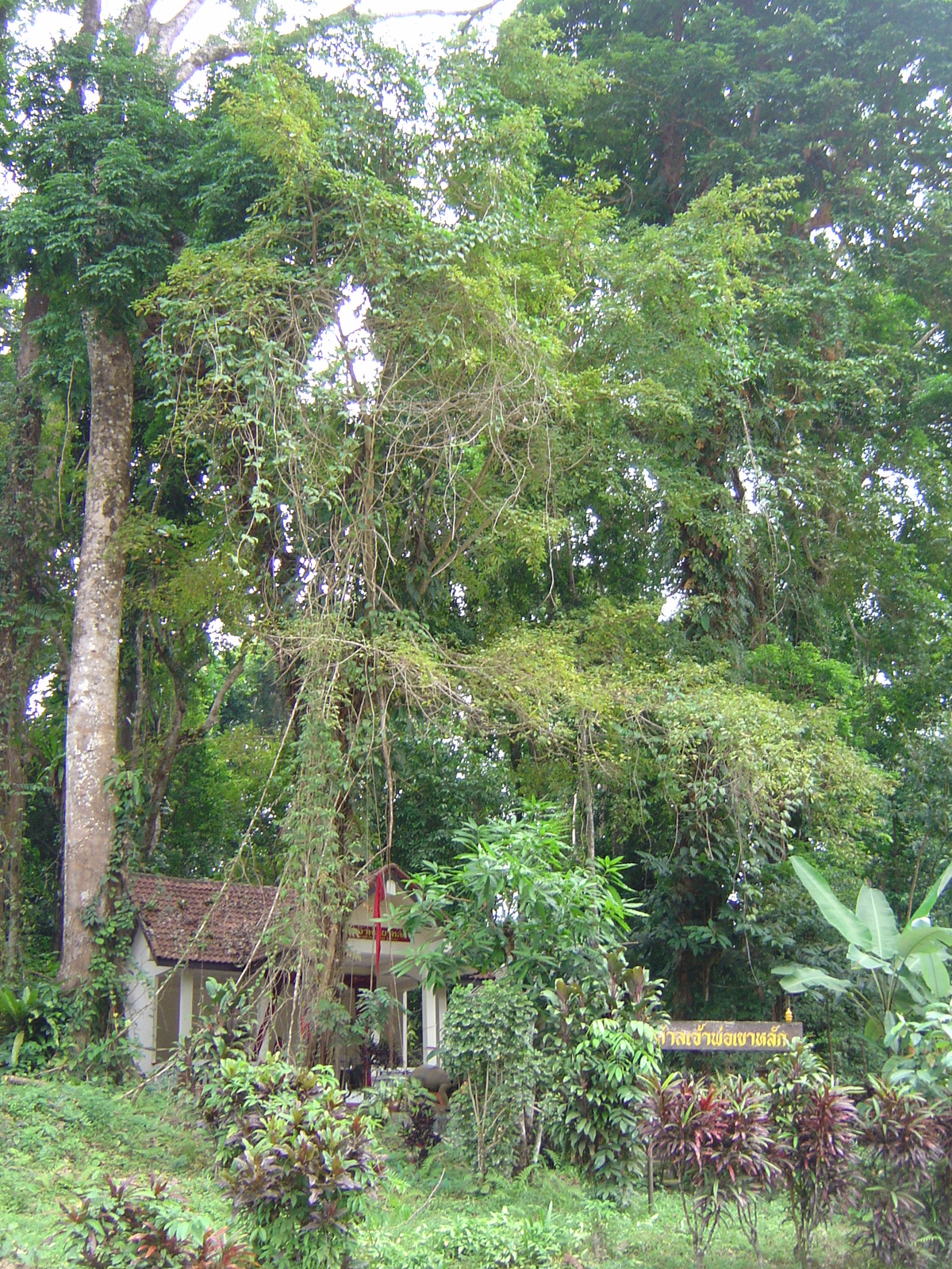 รูปถ่าย ไทย(Thailand) เขาหลัก(Khao Lak) 2005-12 21