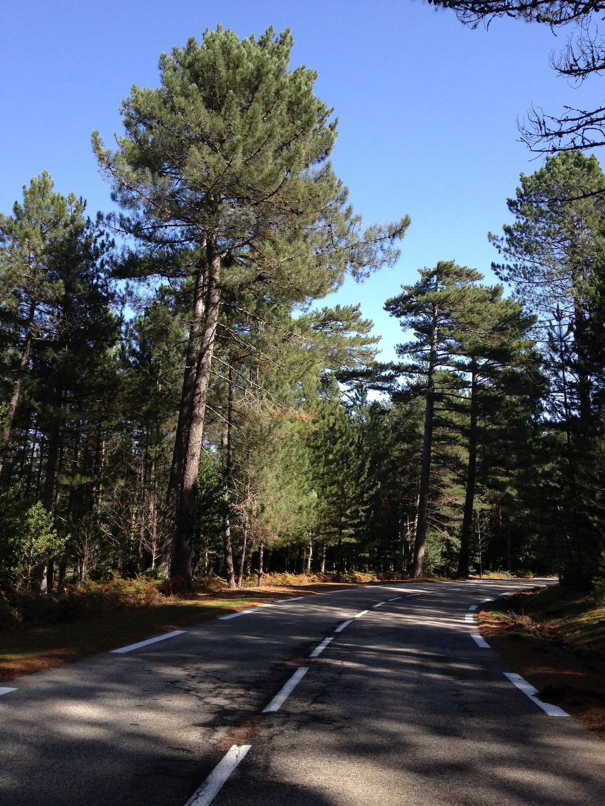 รูปถ่าย ฝรั่งเศส(France) คอร์สิคา(Corsica) ป่าลอสเปดาเล(L'ospedale Forest) 2012-09 64