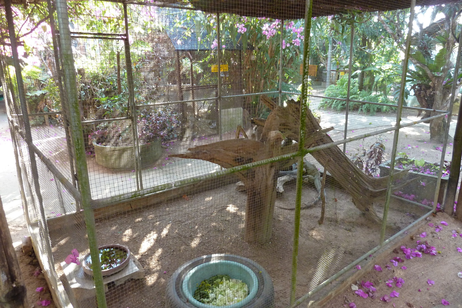 รูปถ่าย ไทย(Thailand) เชียงใหม่(Chiang Mai) ฟาร์มงูแม่สา(Mae Sa Snake Farm) 2010-12 1