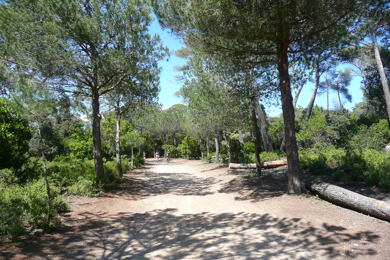รูปถ่าย ฝรั่งเศส(France) เกาะปอร์เกอรอล(Porquerolles Island) ที่ราบกูร์ตาด(Plaine de la courtade) 2008-05 4
