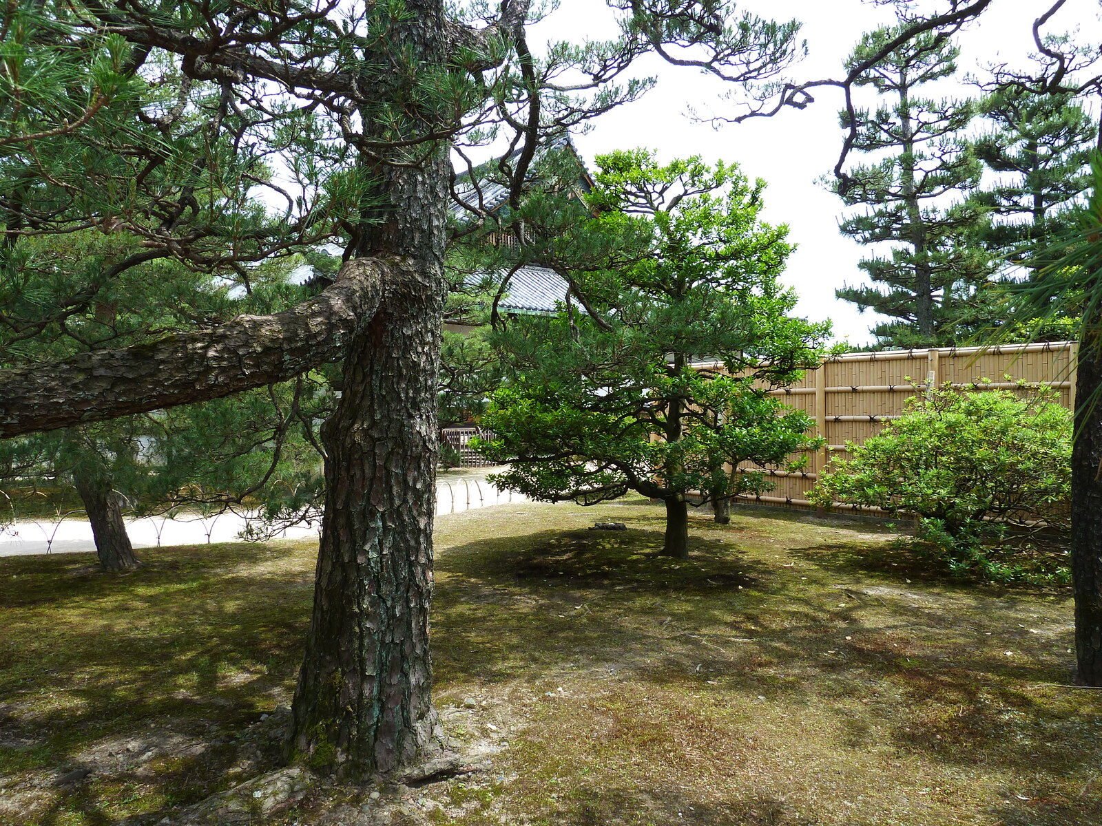 รูปถ่าย ญี่ปุ่น(Japan) เกียวโต(Kyoto) ปราสาทนิโจ(Nijo Castle) 2010-06 91
