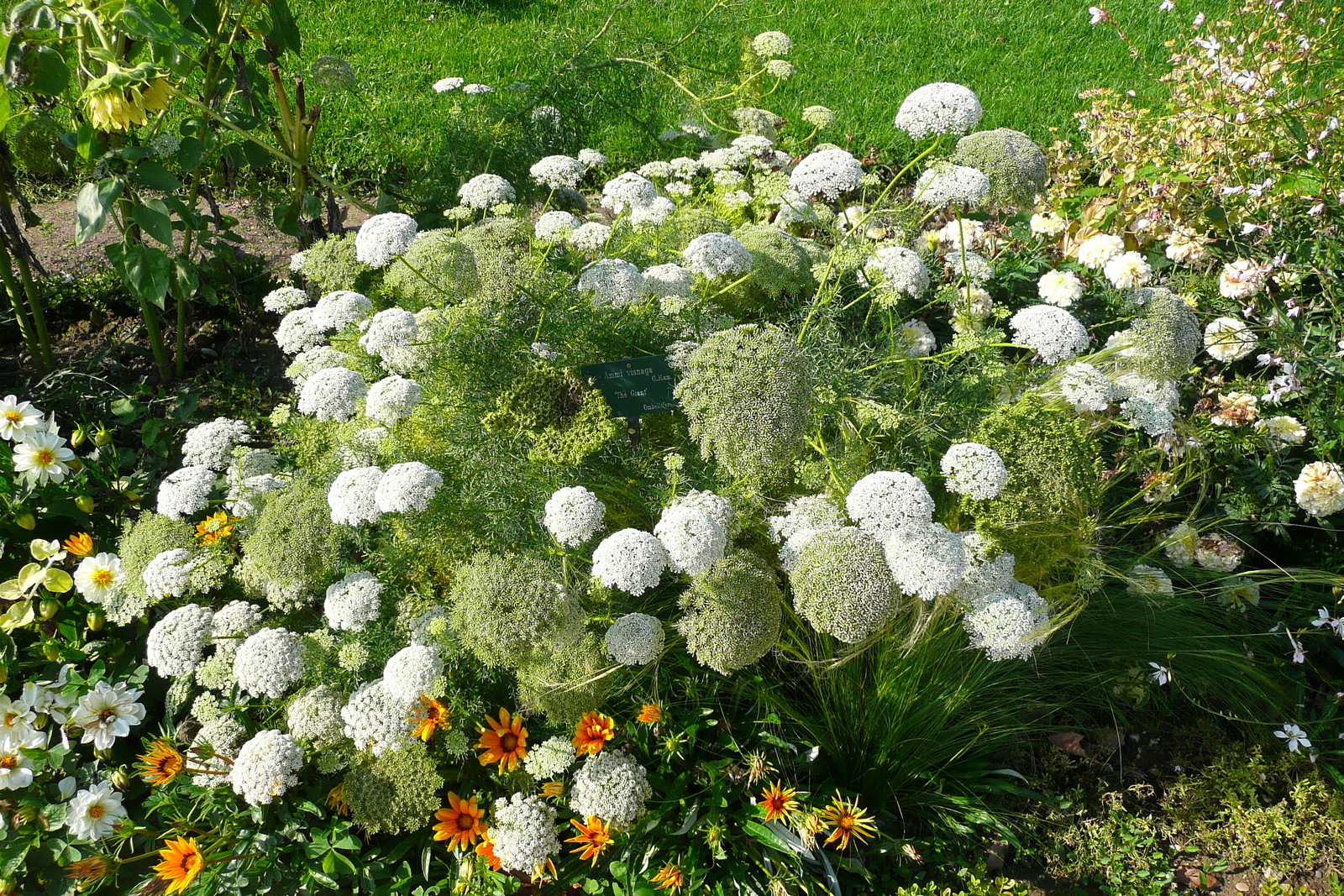 รูปถ่าย ฝรั่งเศส(France) ปารีส(Paris) สวนพันธ์ุพืช(Jardin des Plantes) 2007-08 52