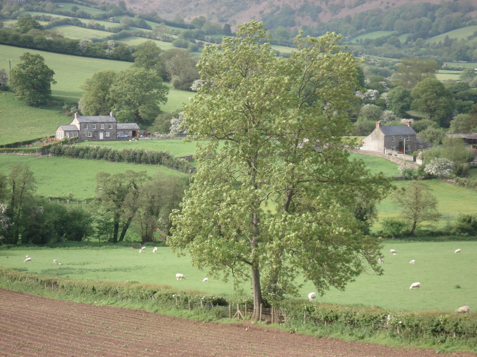 รูปถ่าย อังกฤษ(United Kingdom) อุทยานแห่งชาติเบรคอนบีคอนส์(Brecon Beacons National Park) 2006-05 55