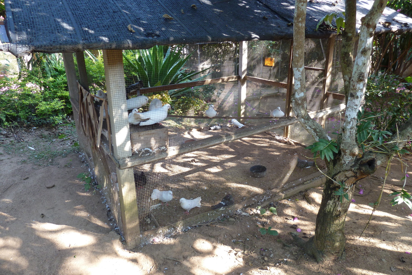 รูปถ่าย ไทย(Thailand) เชียงใหม่(Chiang Mai) ฟาร์มงูแม่สา(Mae Sa Snake Farm) 2010-12 31
