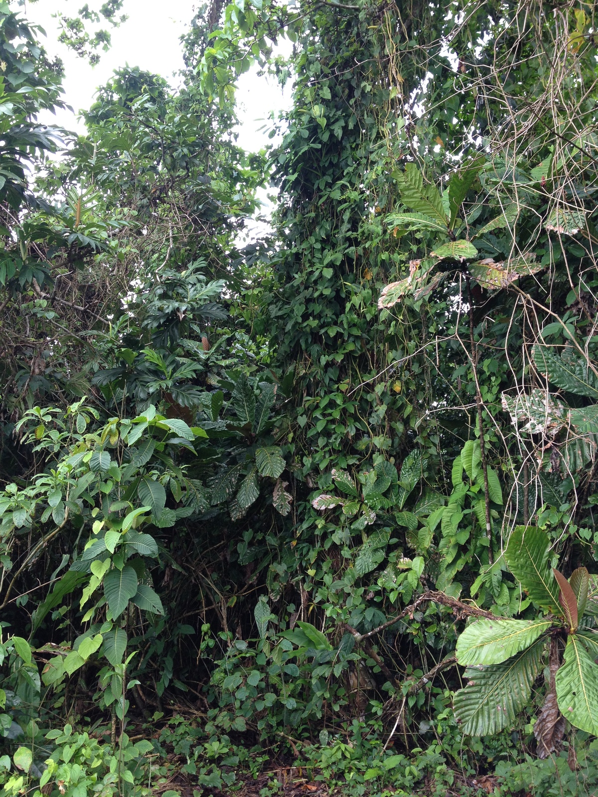 รูปถ่าย คอสตาริกา(Costa Rica) กาอุยตา(Cahuita) 2015-03 85