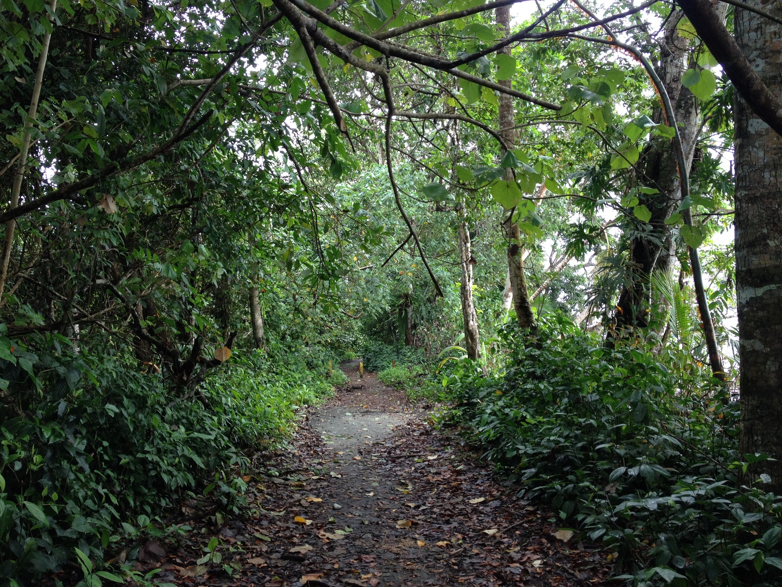 รูปถ่าย คอสตาริกา(Costa Rica) กาอุยตา(Cahuita) 2015-03 105