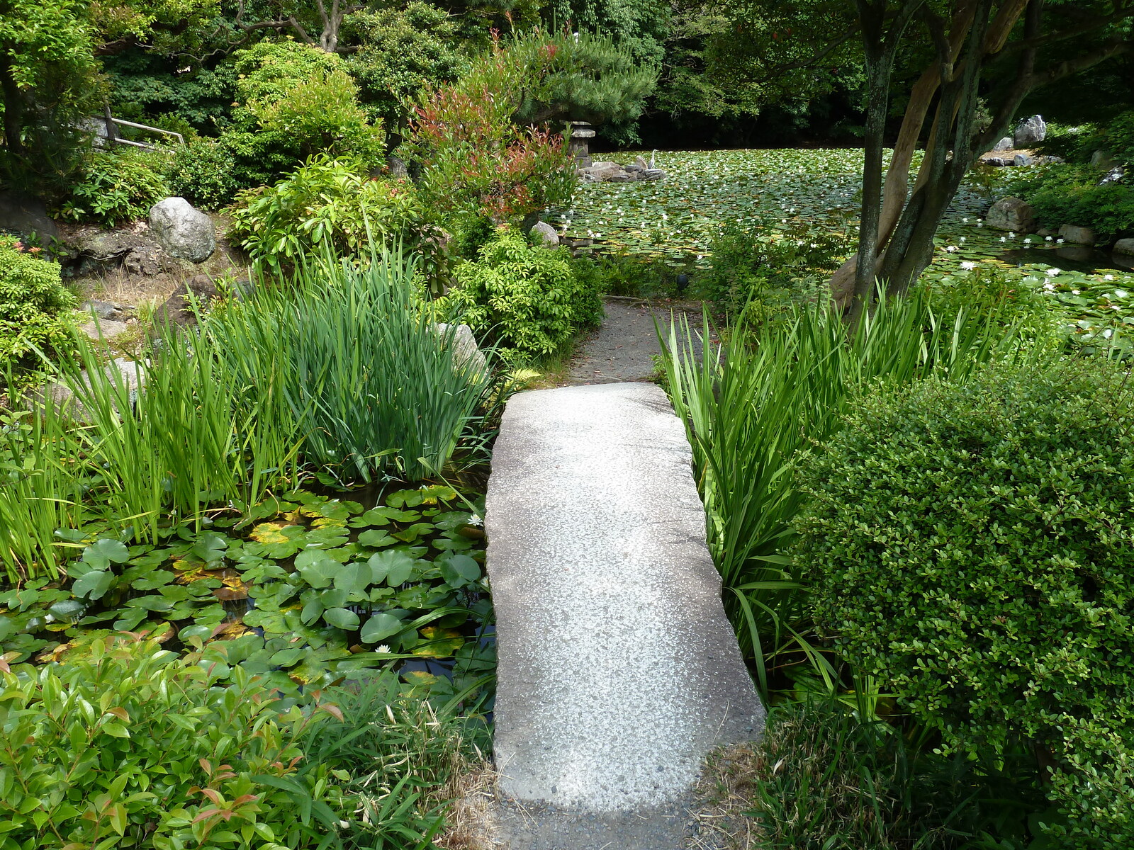 รูปถ่าย ญี่ปุ่น(Japan) เกียวโต(Kyoto) สวนโชเซเอ็ง(Shosei en Garden) 2010-06 65