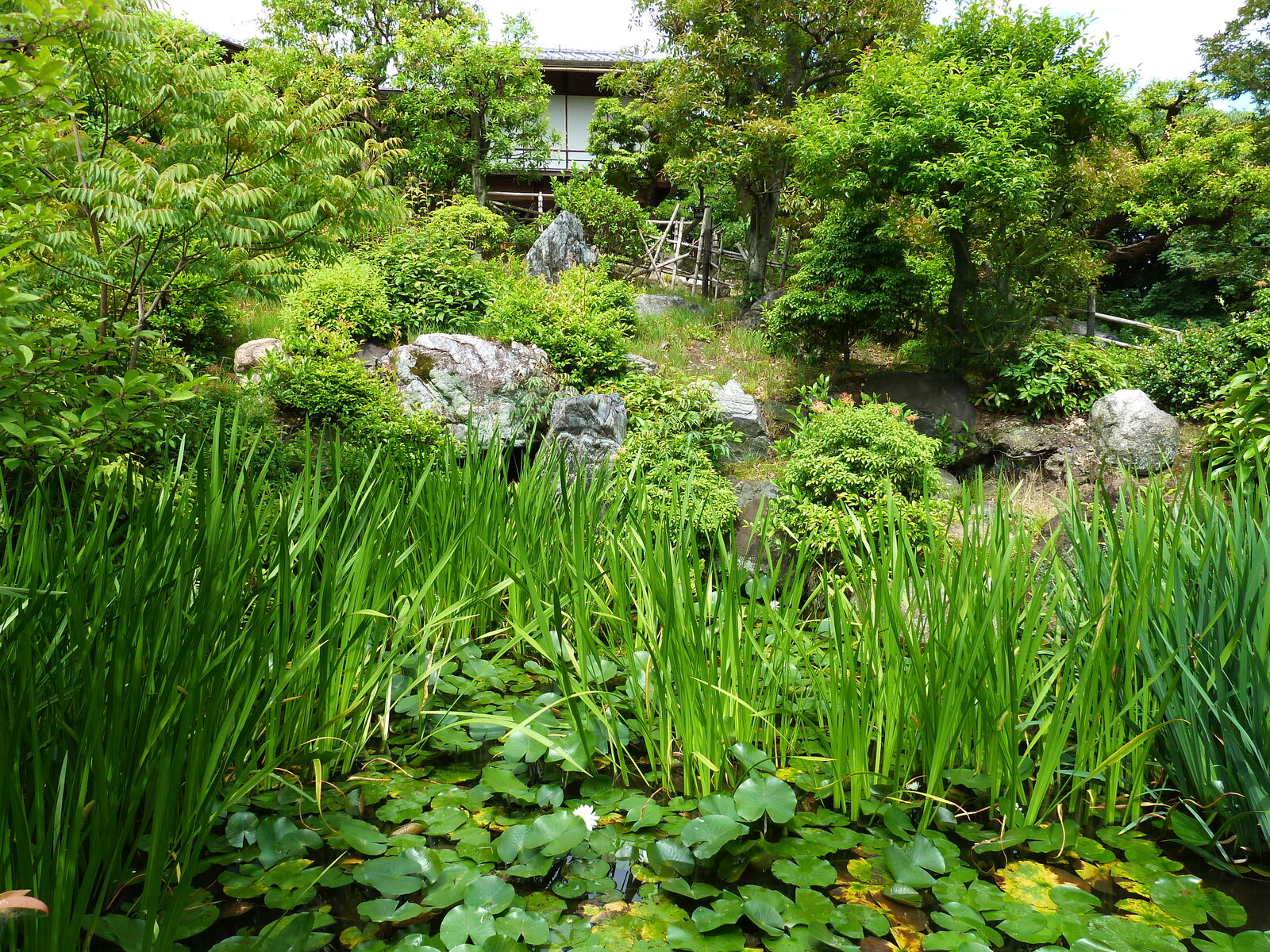 รูปถ่าย ญี่ปุ่น(Japan) เกียวโต(Kyoto) สวนโชเซเอ็ง(Shosei en Garden) 2010-06 81