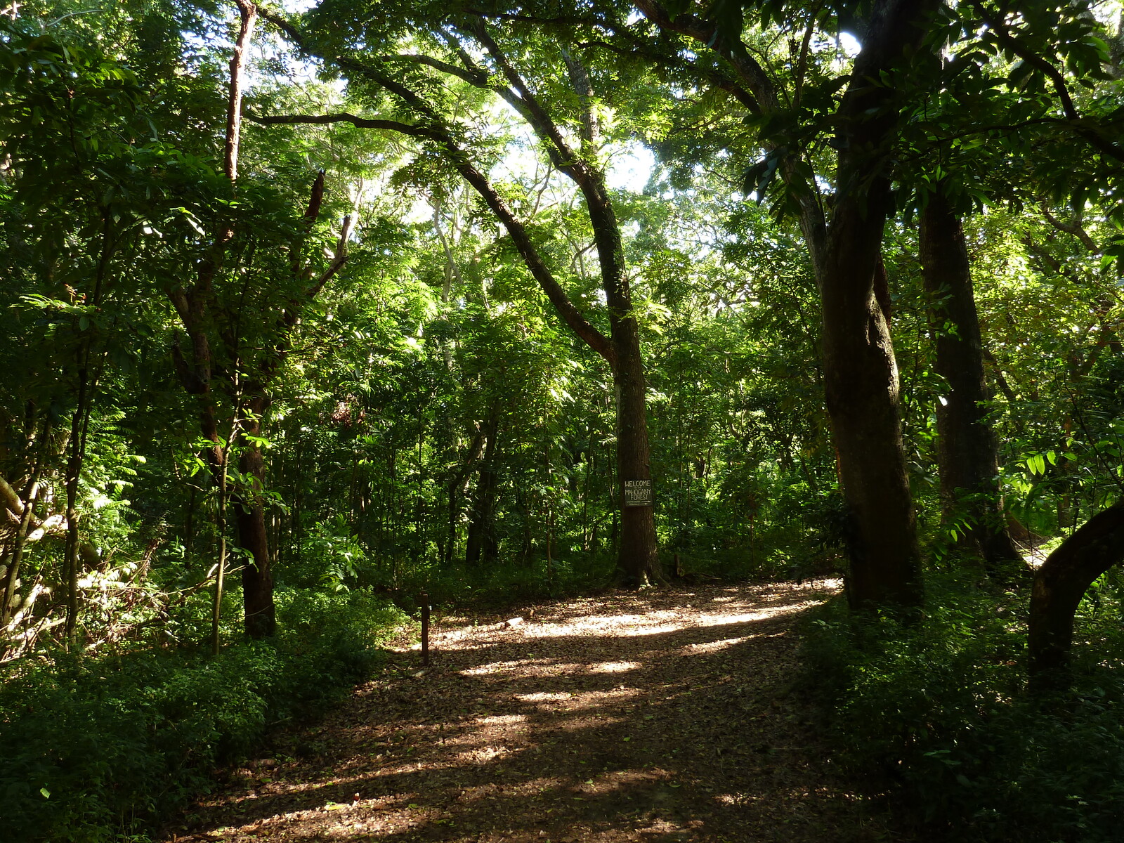รูปถ่าย ฟิจิ(Fiji) อุทยานแห่งชาติเนินทรายซิงกาโตกา(Sigatoka sand dunes national park) 2010-05 8