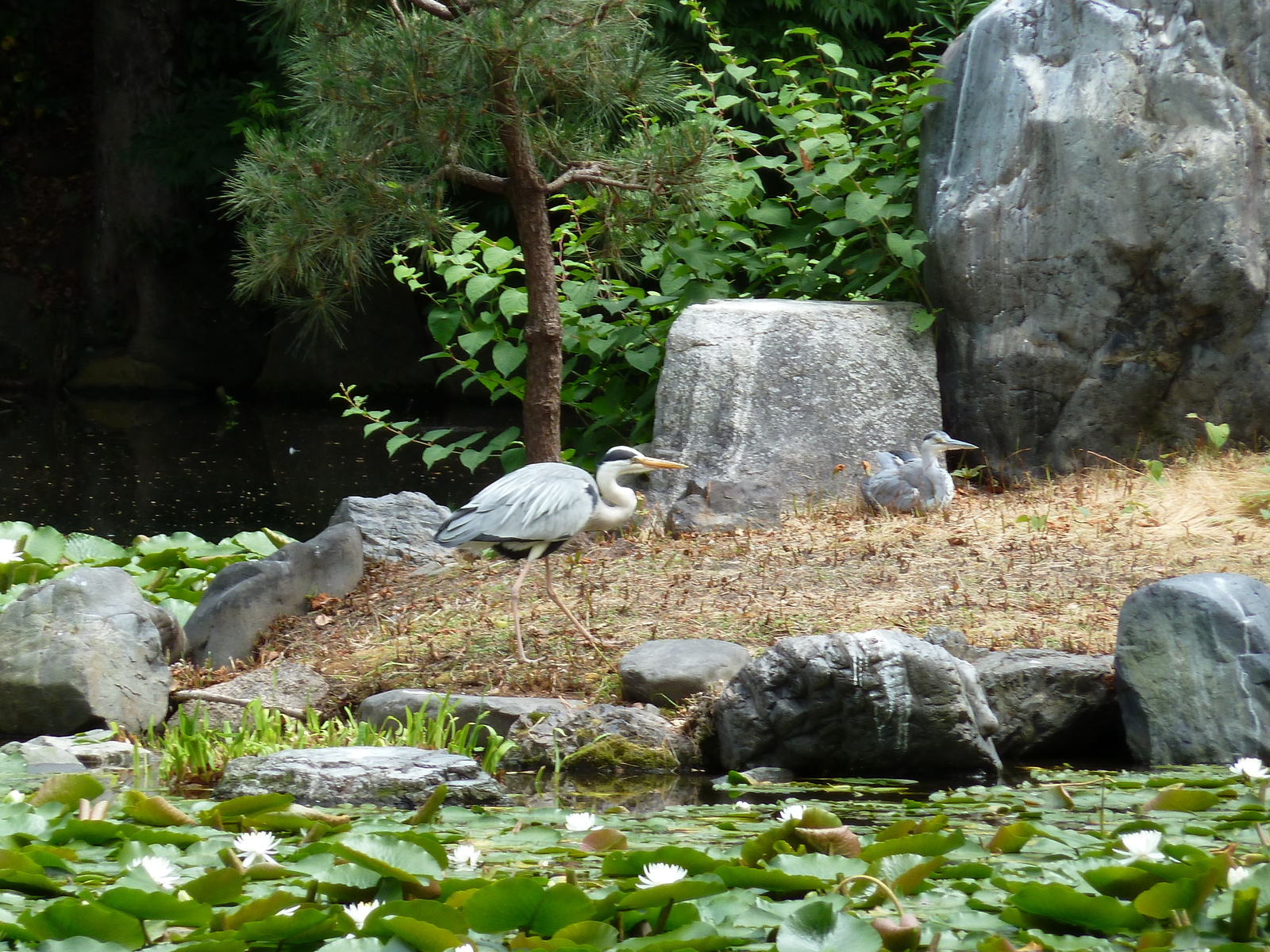 รูปถ่าย ญี่ปุ่น(Japan) เกียวโต(Kyoto) สวนโชเซเอ็ง(Shosei en Garden) 2010-06 5