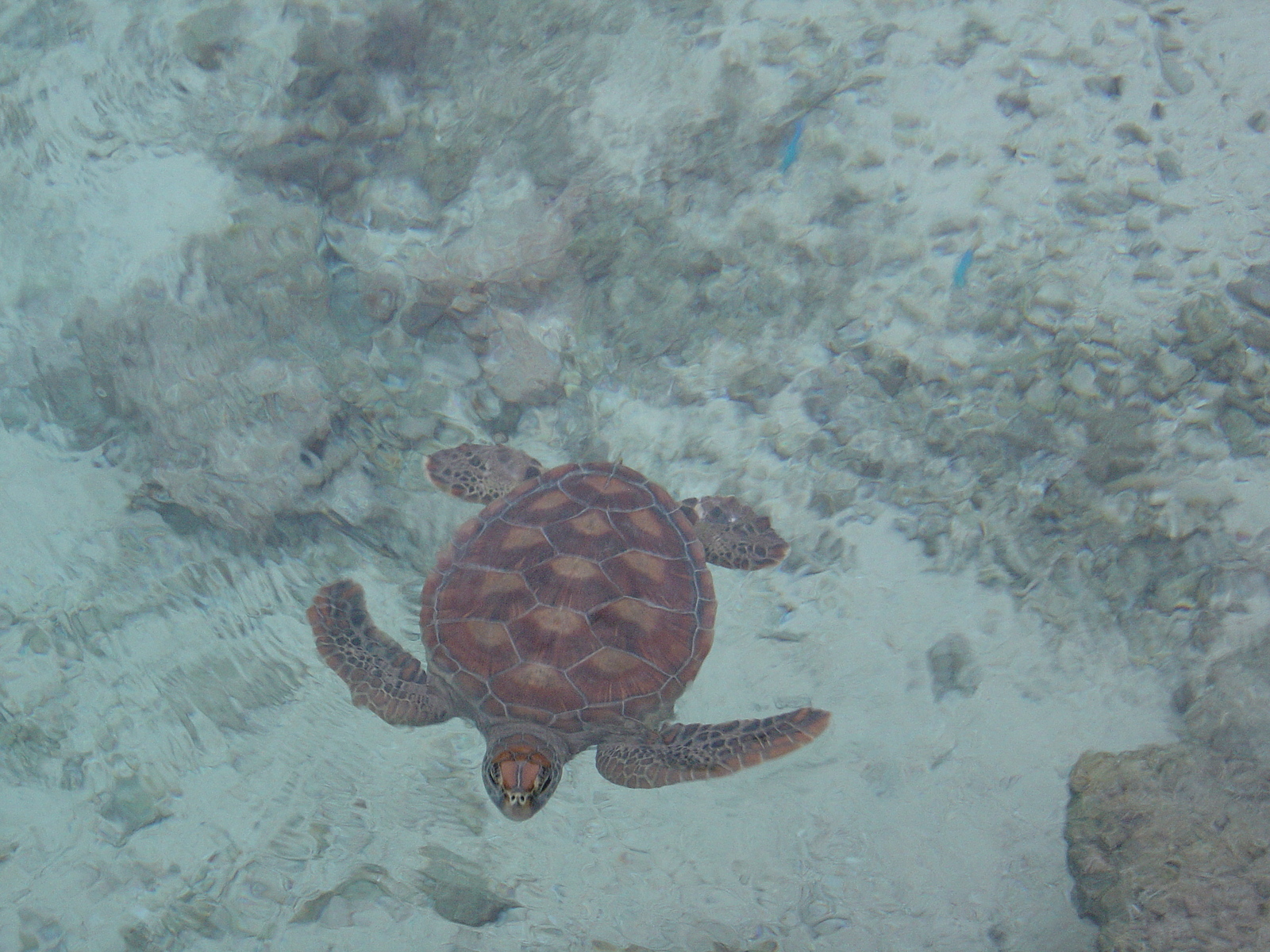 รูปถ่าย เฟรนช์โพลี่นีเซีย(Polynesia) โรงแรมเลอเมอริเดียน โบราโบรา(Meridien Bora Bora Hotel) 2006-04 169