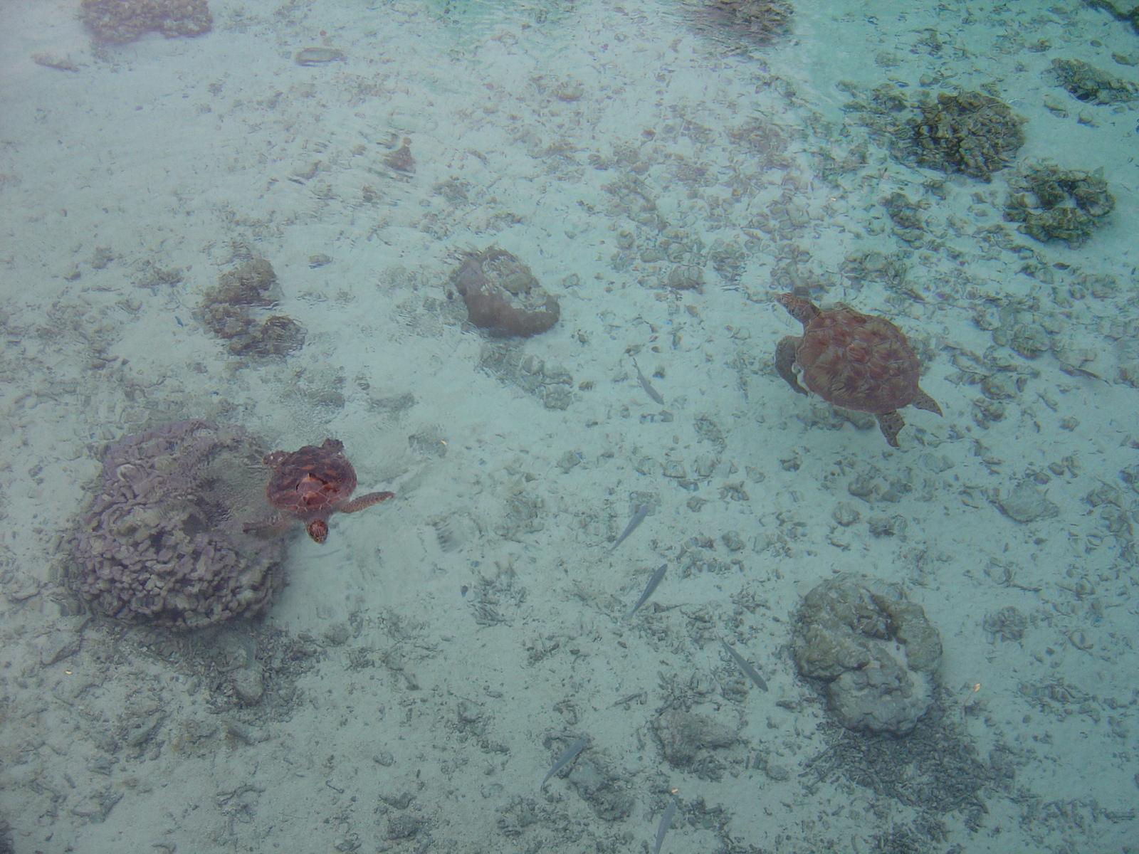 รูปถ่าย เฟรนช์โพลี่นีเซีย(Polynesia) โรงแรมเลอเมอริเดียน โบราโบรา(Meridien Bora Bora Hotel) 2006-04 80