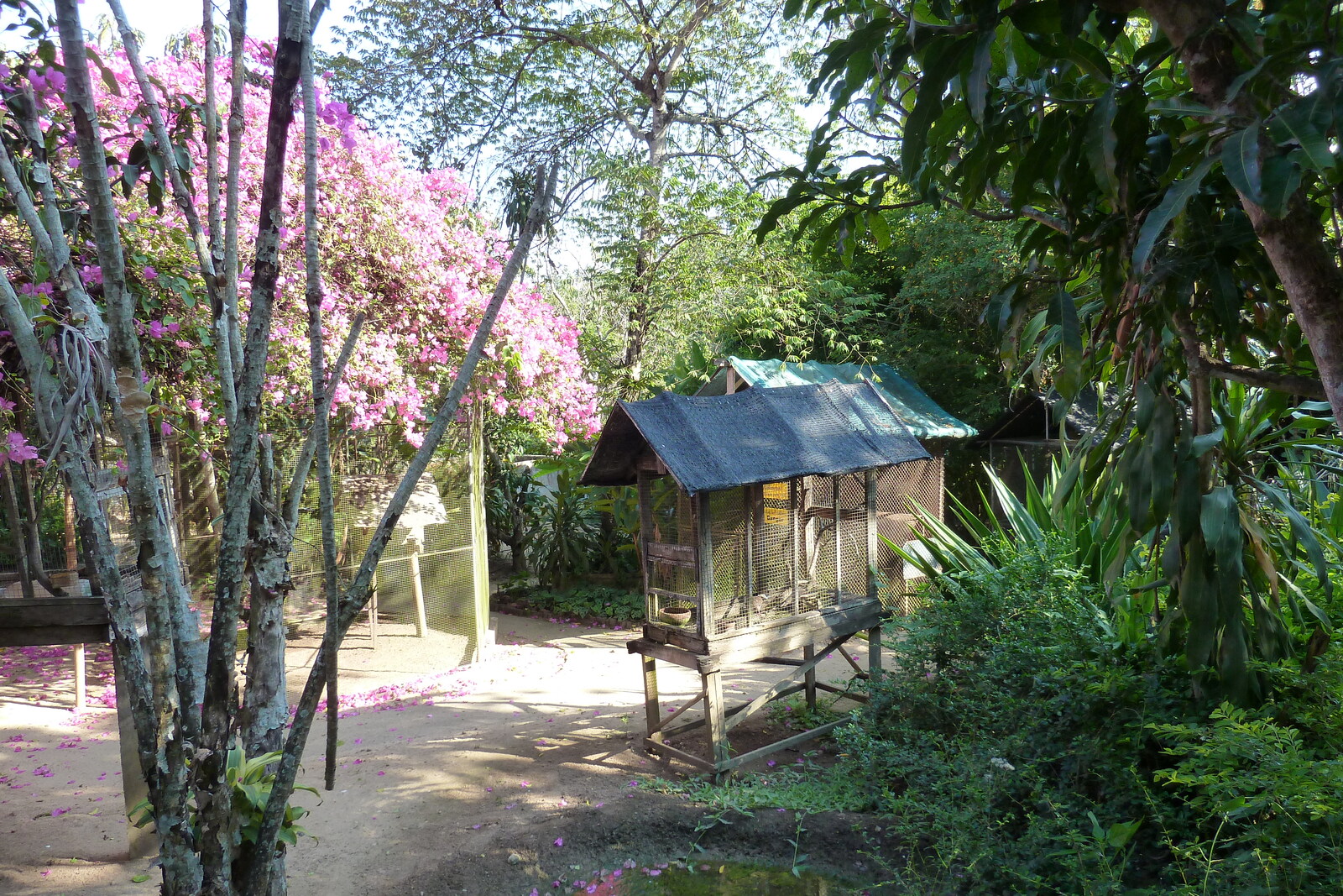 รูปถ่าย ไทย(Thailand) เชียงใหม่(Chiang Mai) ฟาร์มงูแม่สา(Mae Sa Snake Farm) 2010-12 80