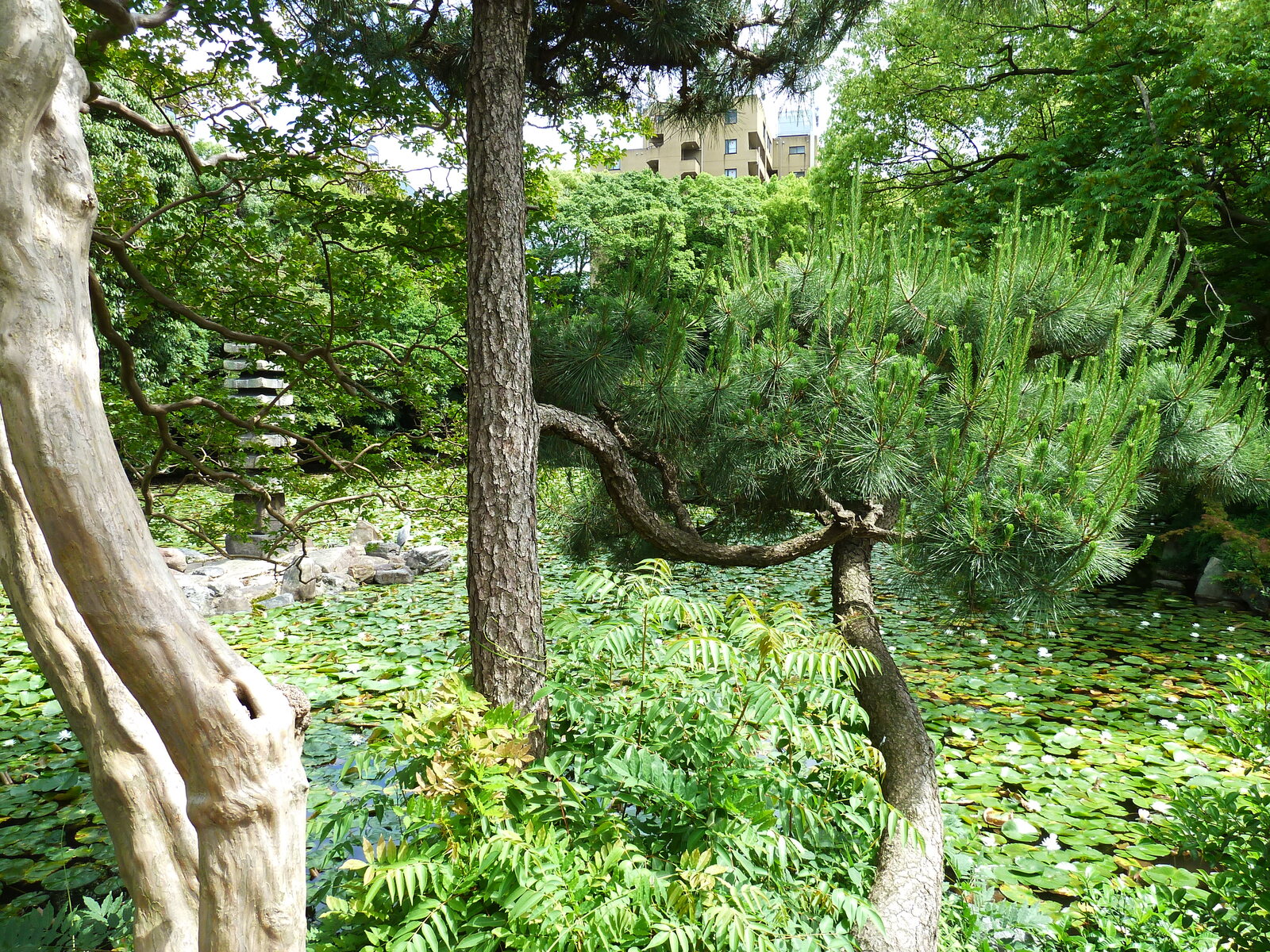 รูปถ่าย ญี่ปุ่น(Japan) เกียวโต(Kyoto) สวนโชเซเอ็ง(Shosei en Garden) 2010-06 45