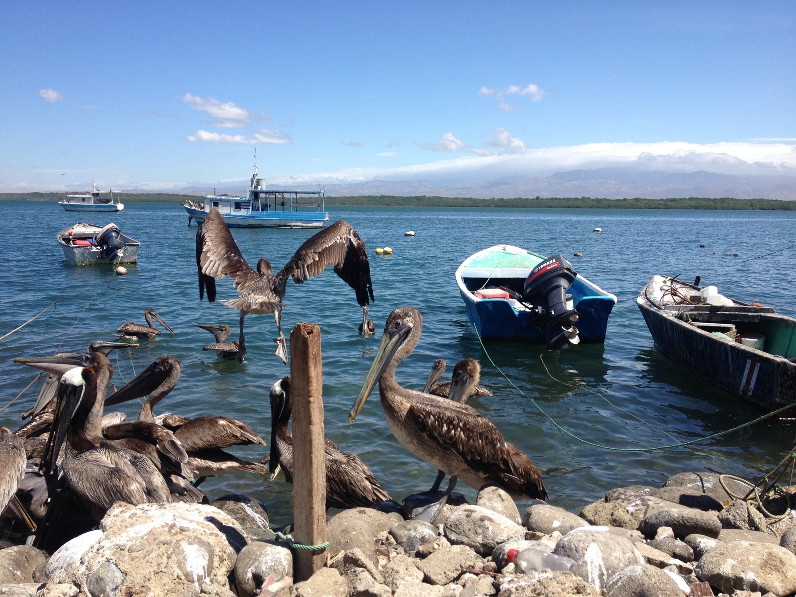 รูปถ่าย คอสตาริกา(Costa Rica) ปุนตาเรนัส(Puntarenas) 2015-03 76