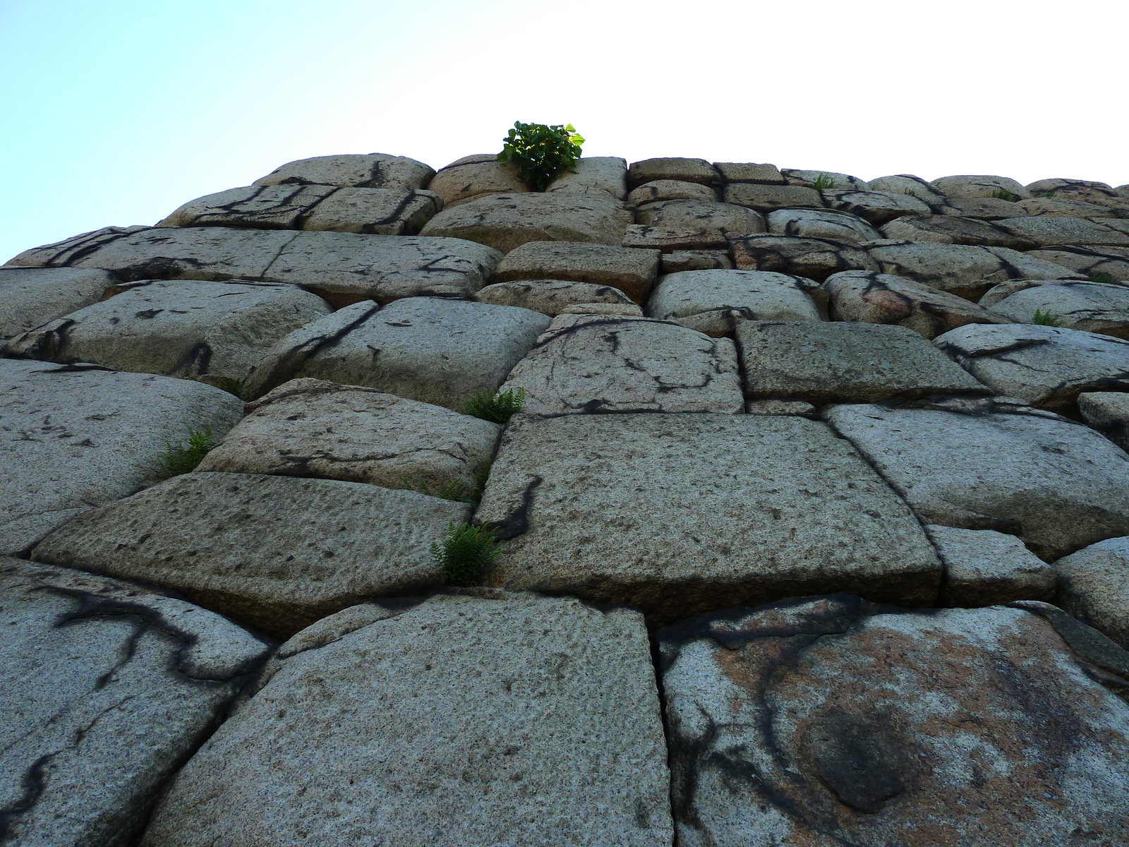 รูปถ่าย ญี่ปุ่น(Japan) โตเกียว(Tokyo) พระราชวังหลวง(Imperial Palace) 2010-06 32