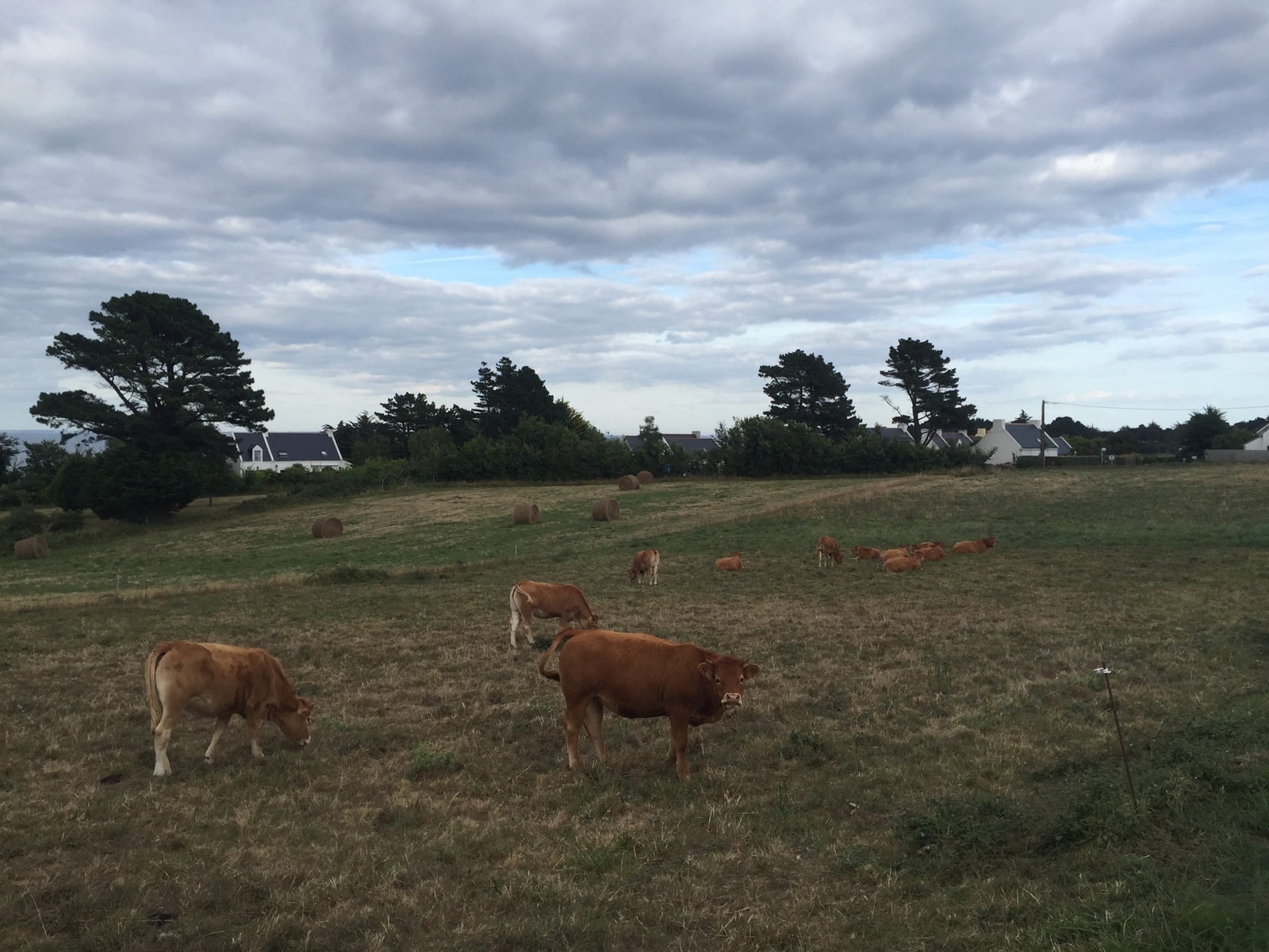 รูปถ่าย ฝรั่งเศส(France) เกาะแบล-อีล(Belle-Ile) 2016-08 152