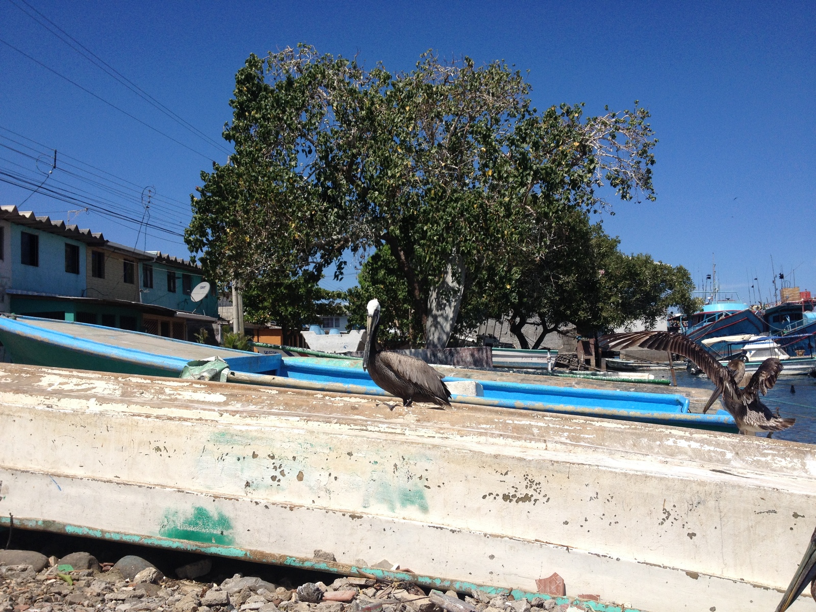 รูปถ่าย คอสตาริกา(Costa Rica) ปุนตาเรนัส(Puntarenas) 2015-03 117