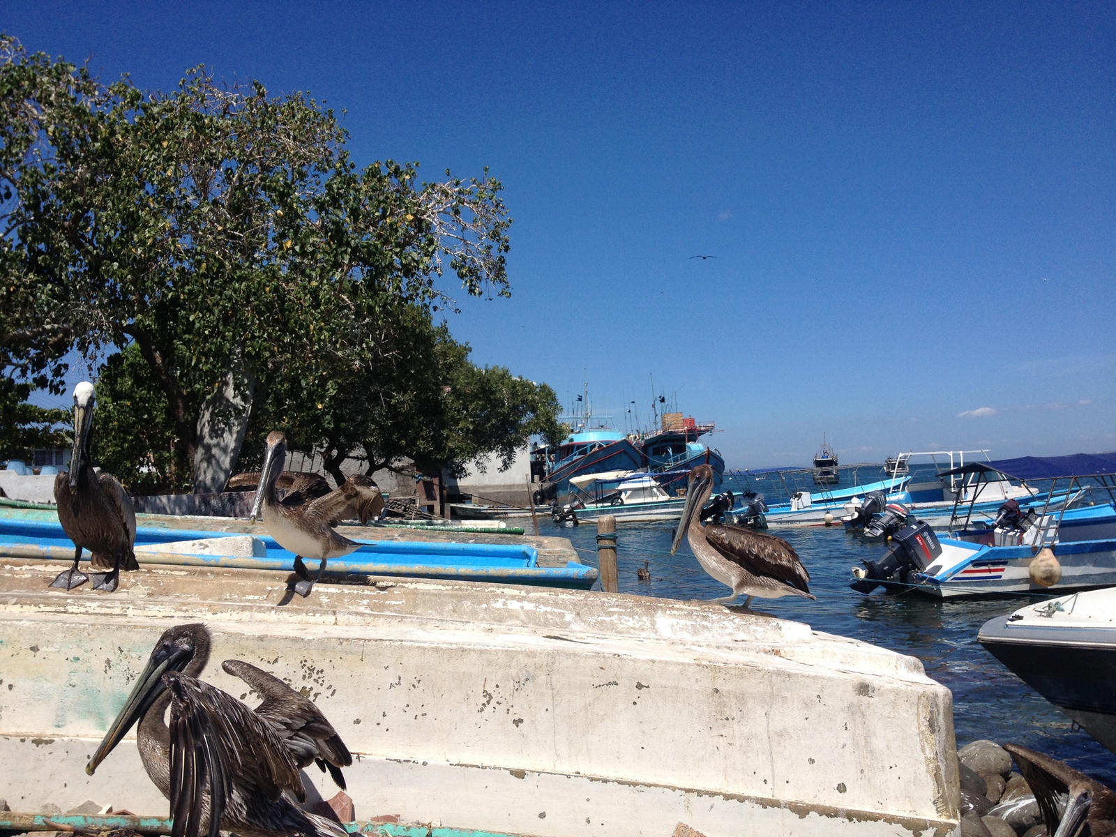 รูปถ่าย คอสตาริกา(Costa Rica) ปุนตาเรนัส(Puntarenas) 2015-03 101