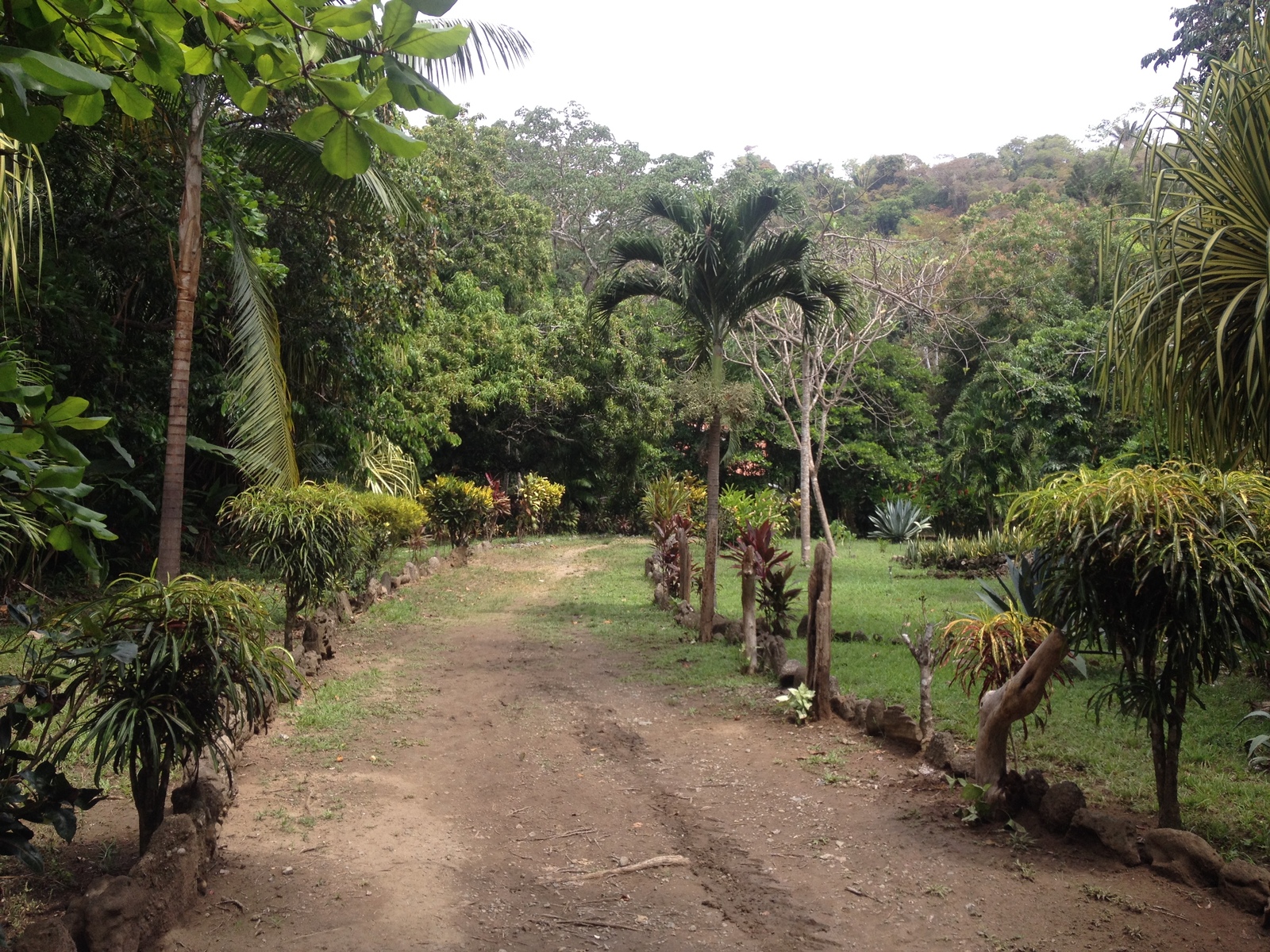 รูปถ่าย คอสตาริกา(Costa Rica) มอนเตซูมา(Montezuma) 2015-03 232