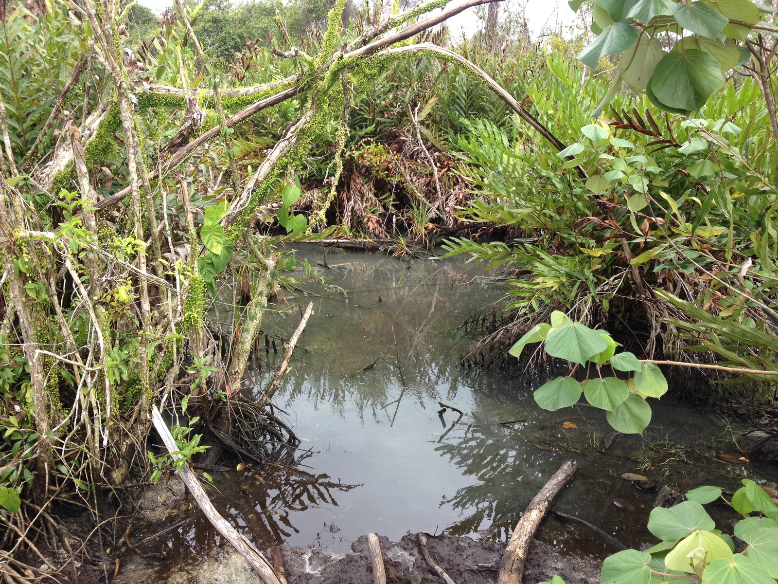 รูปถ่าย คอสตาริกา(Costa Rica) กาอุยตา(Cahuita) 2015-03 30