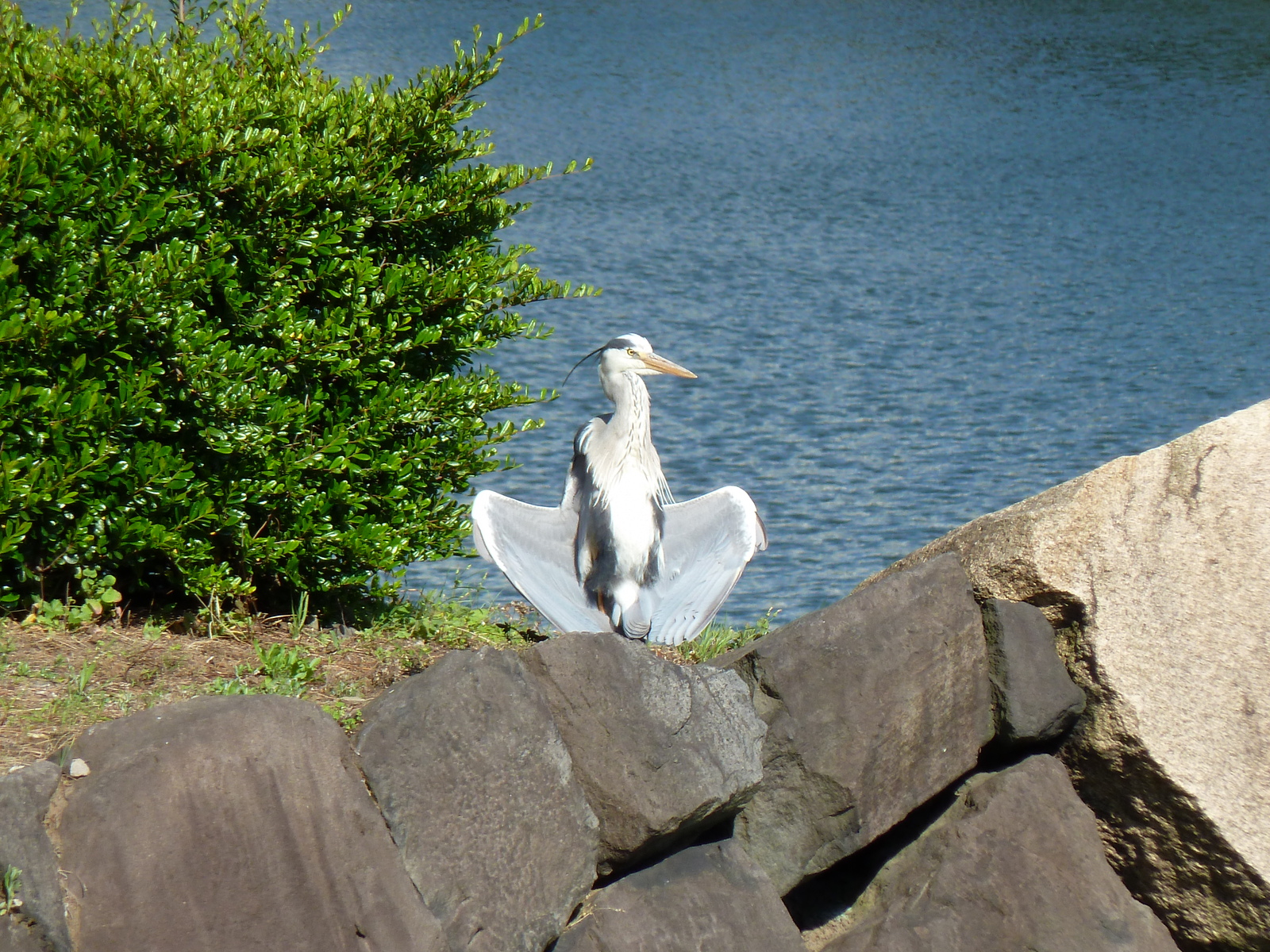 รูปถ่าย ญี่ปุ่น(Japan) โตเกียว(Tokyo) พระราชวังหลวง(Imperial Palace) 2010-06 100