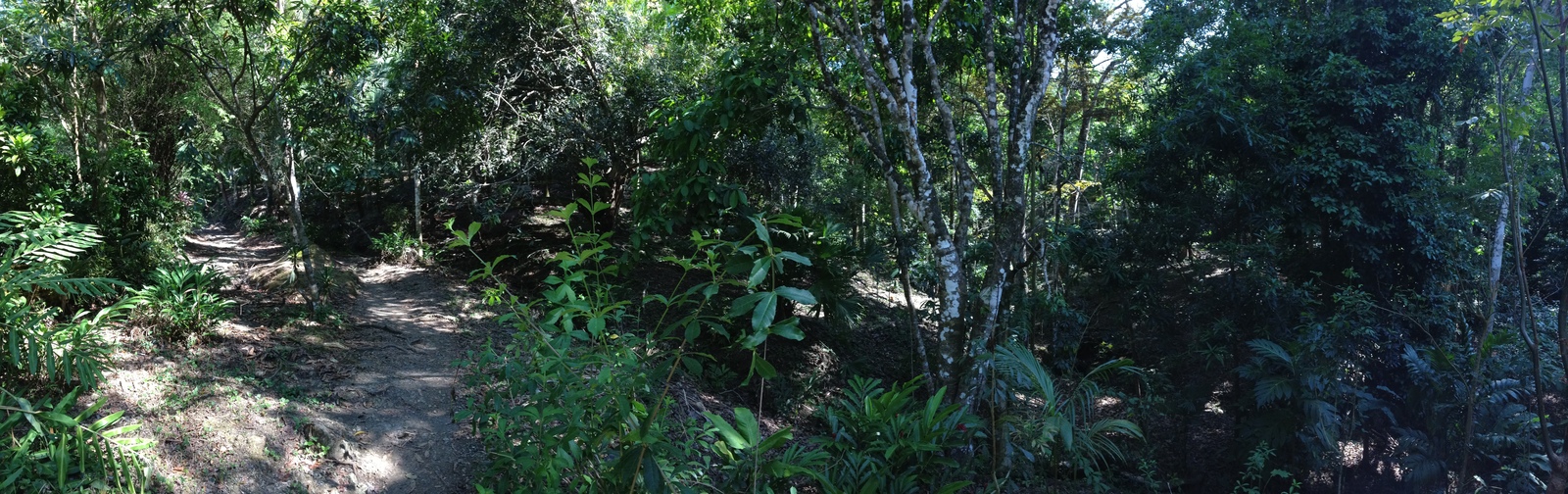 รูปถ่าย คอสตาริกา(Costa Rica) มานวยล์อันโตนีโอ(Manuel Antonio) 2015-03 133